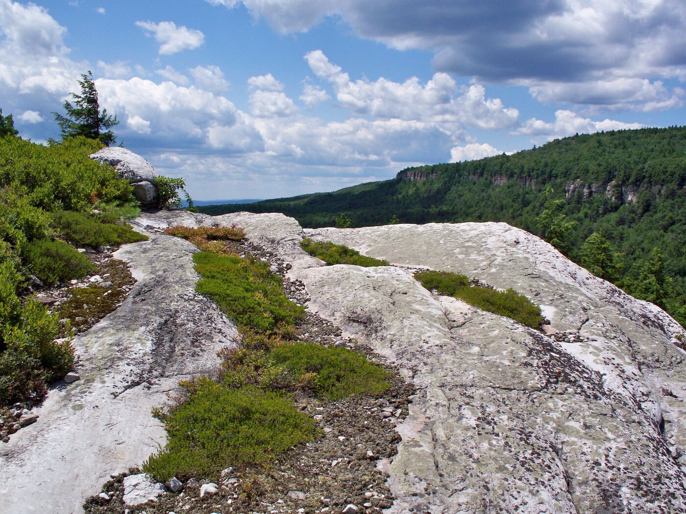 Bare white conglomerate slabs along the Gertrude's Nose ridge with low scrub in the cracks, a wooded ravine dropping away on the right and cliff bands on the far side