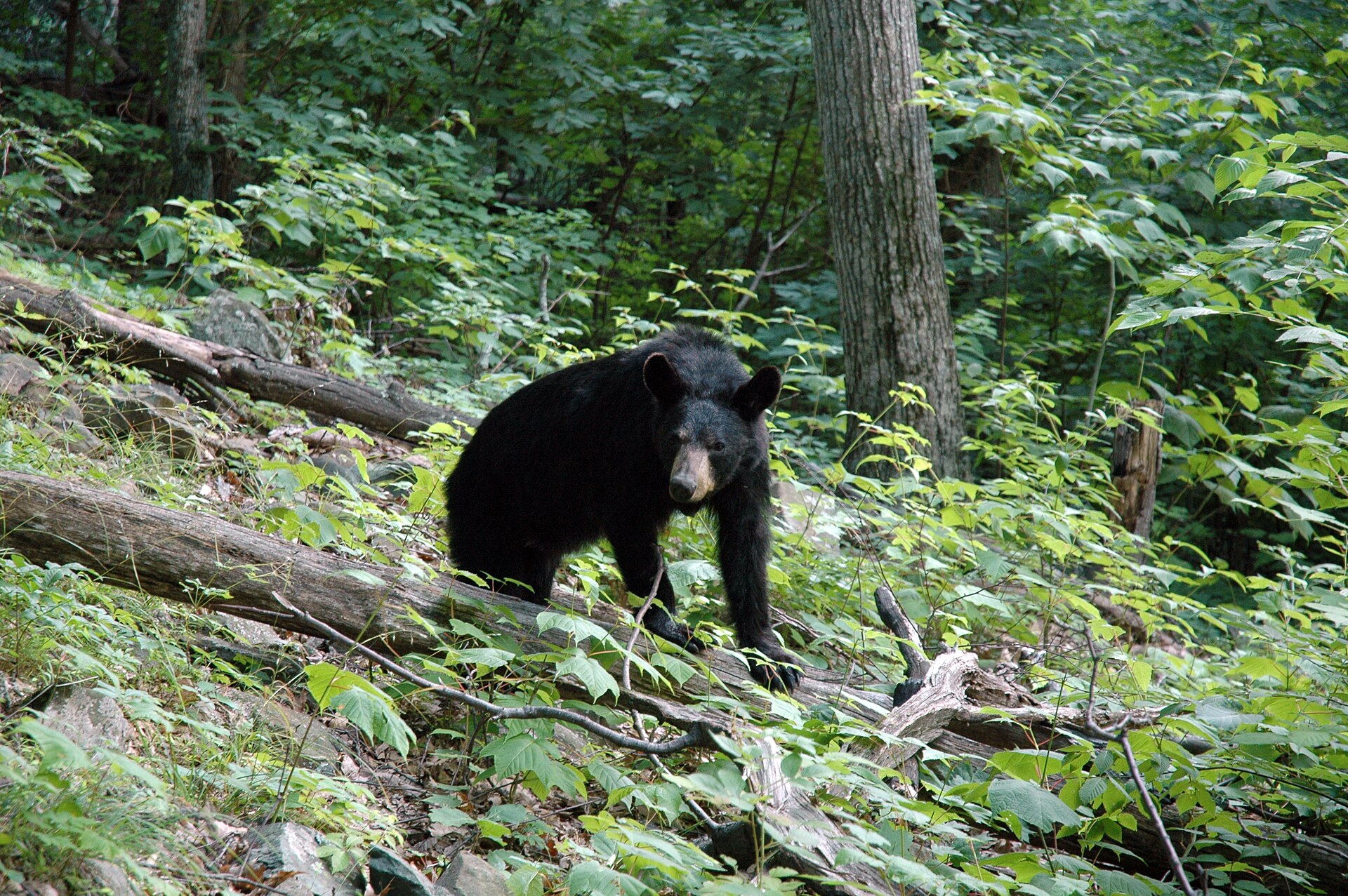 A female American black bear standing on a fallen log in dense green summer forest on the Snead Farm Loop Trail in Shenandoah National Park, showing a flat back with no shoulder hump, tall oval ears and a straight muzzle