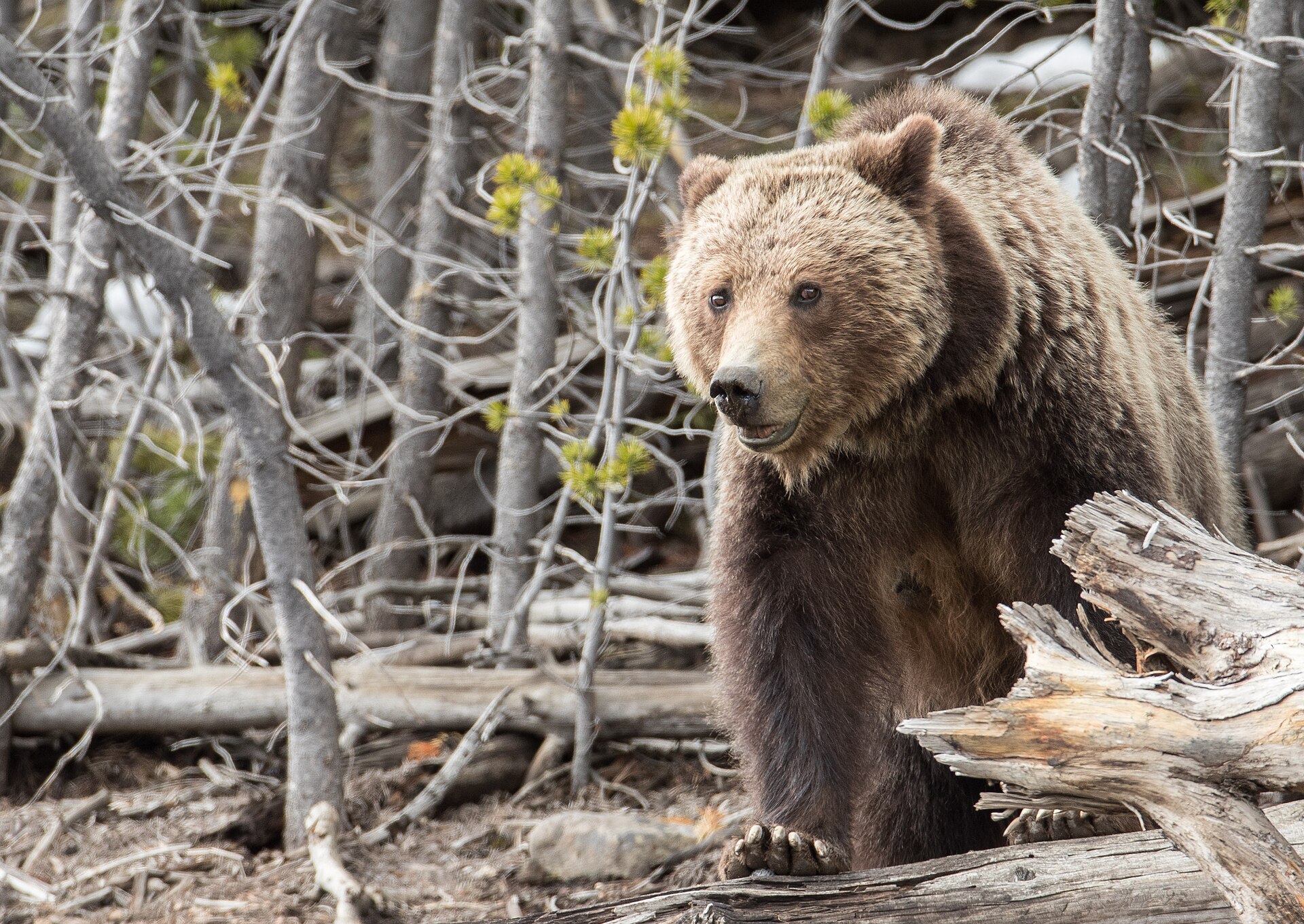 A grizzly bear standing with both front feet on a fallen log in Yellowstone National Park, its shoulder hump clearly visible above the neck and long front claws showing on the paw resting on the wood