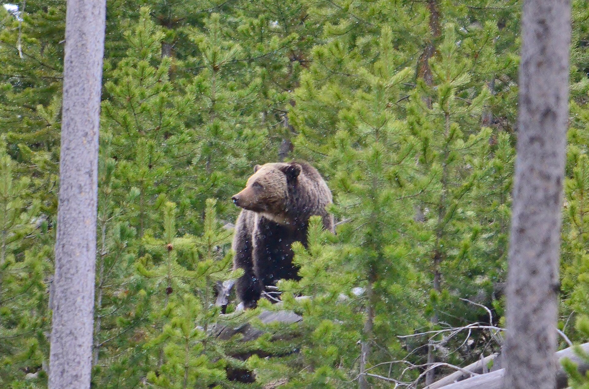 A grizzly bear standing among young lodgepole pines in Yellowstone National Park, seen at a distance through the trunks of two larger trees