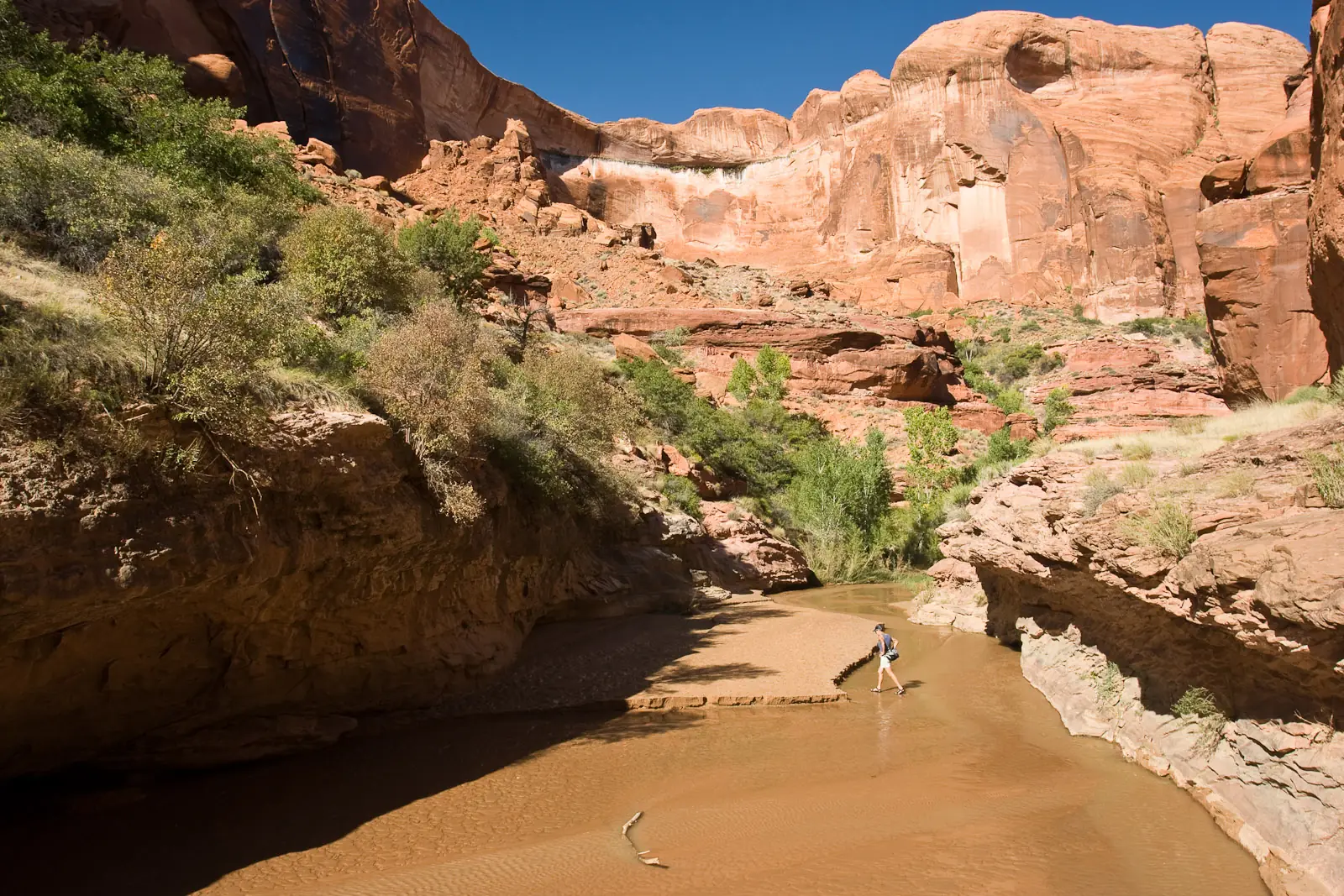 A hiker crossing the shallow creek in Coyote Gulch, sandstone walls streaked red and cream rising on both sides above green cottonwoods
