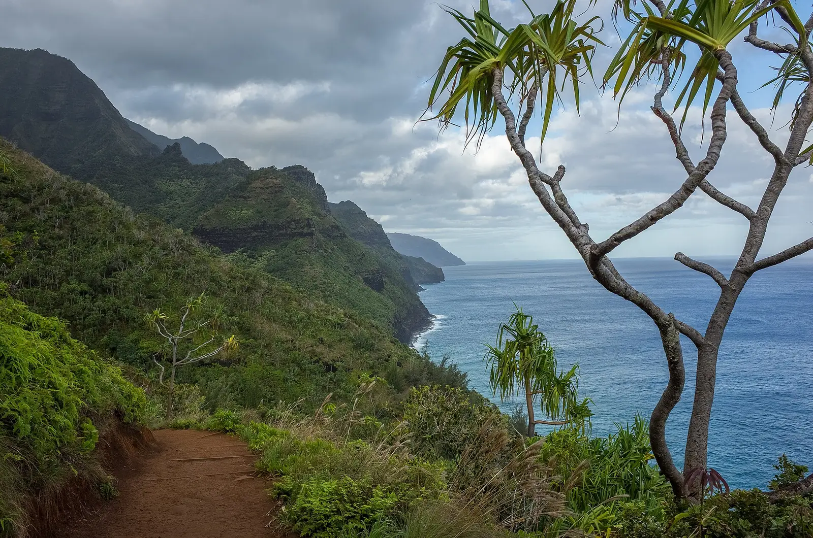 The Kalalau Trail traversing a green cliff on the Nāpali Coast at first light, pandanus trees leaning over the path and the ocean far below