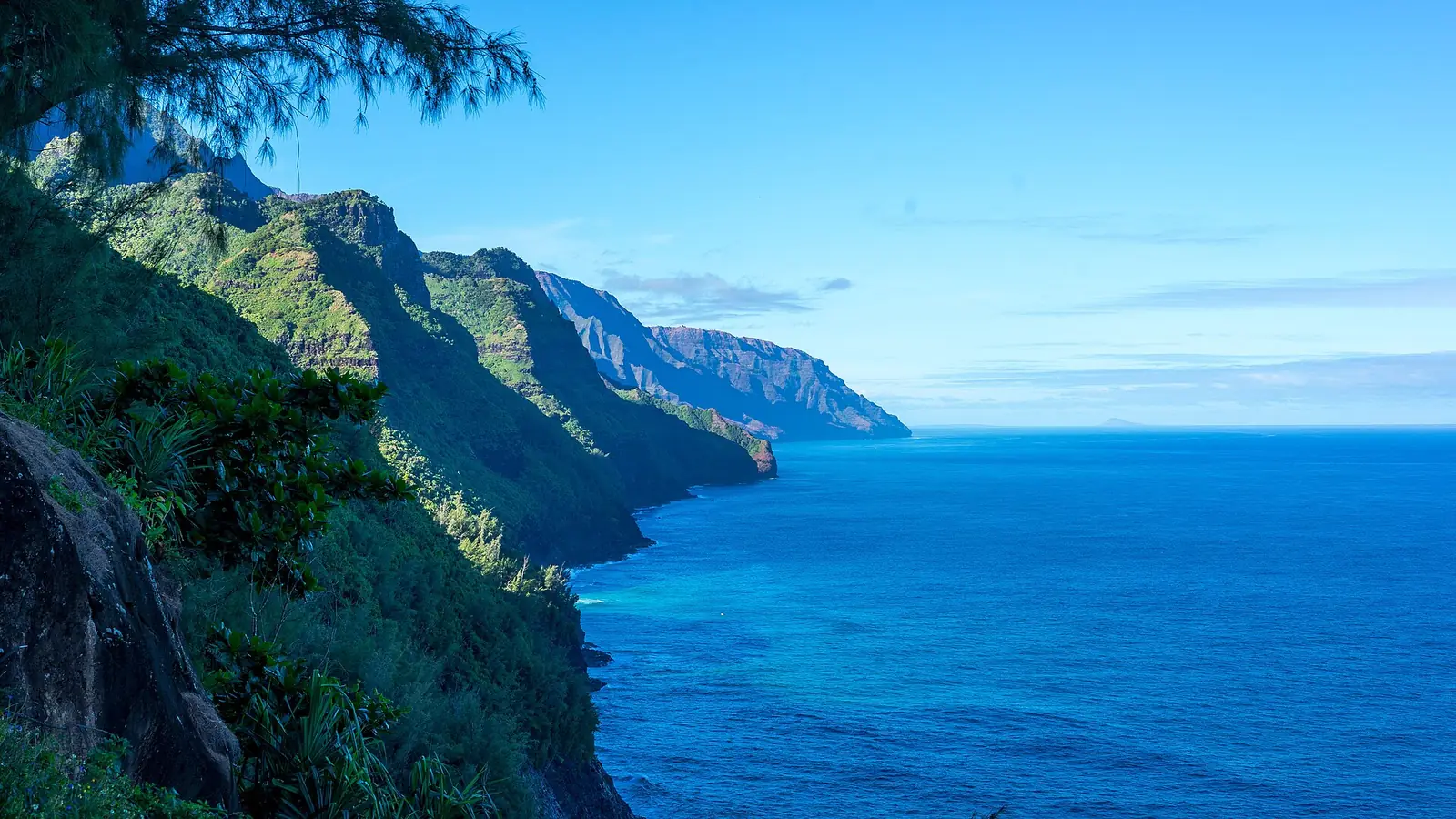 The fluted green cliffs of the Nāpali Coast on Kauaʻi dropping into deep blue ocean, seen from the Kalalau Trail in bright midday light with ironwood branches overhead