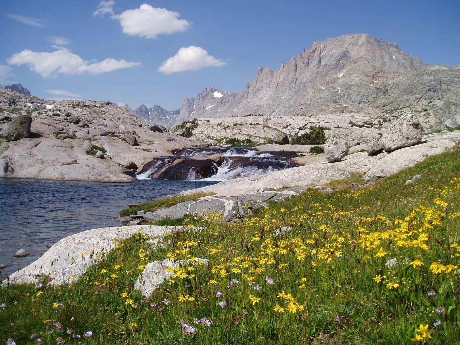 Wildflowers along a stream in Titcomb Basin in the Wind River Range, yellow blooms in the foreground with pale granite slabs and jagged peaks behind
