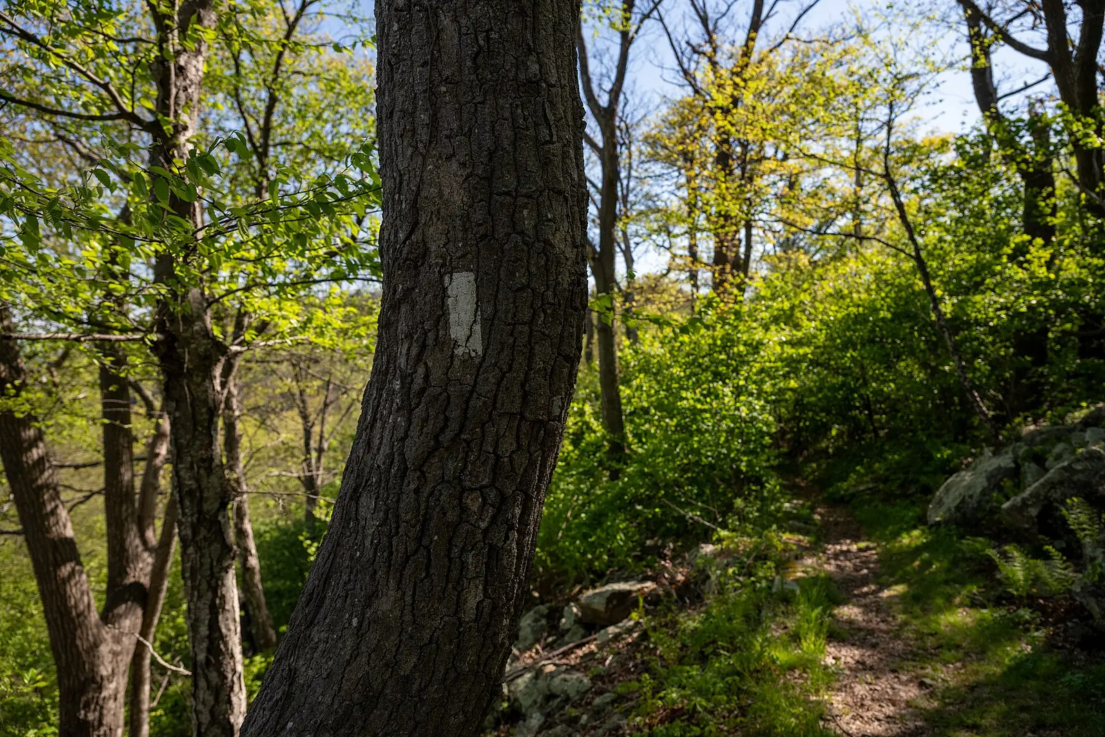 A vertical white paint rectangle on the trunk of a mature tree beside a rocky section of the Appalachian Trail, with spring leaves and a stone-strewn path climbing to the right