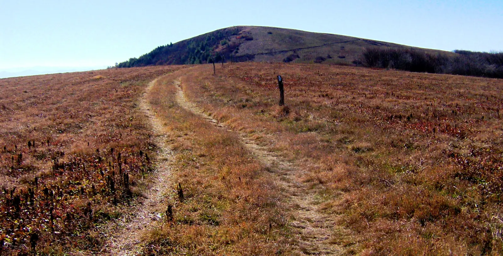 A narrow footpath worn through dry golden grass climbing toward the rounded summit of Big Bald, with a white-blazed wooden marker post standing in the grass to the right and blue ridges on the horizon