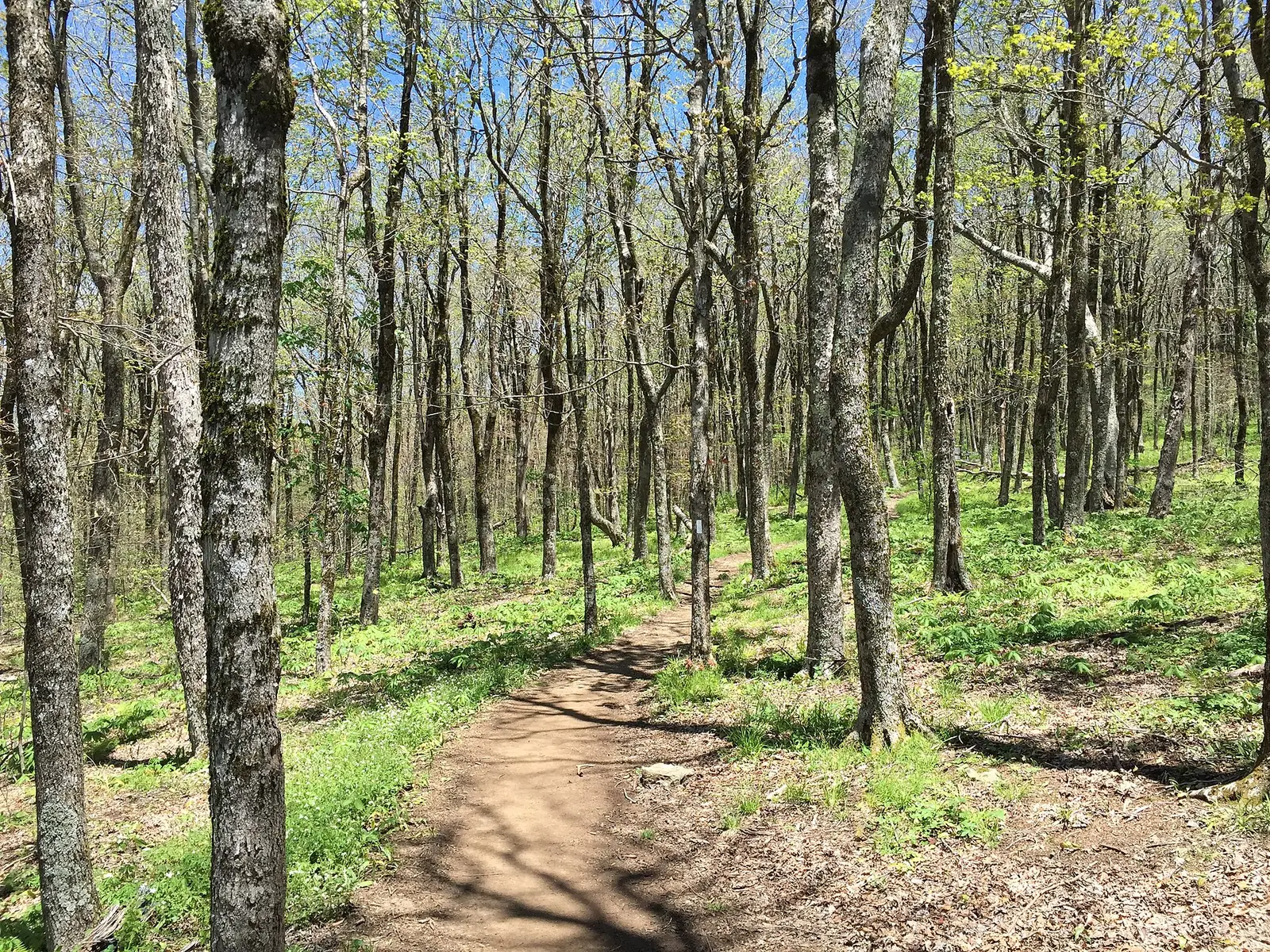 A narrow dirt footpath running away through an open hardwood forest in early spring, with a white blaze painted on a trunk beside it