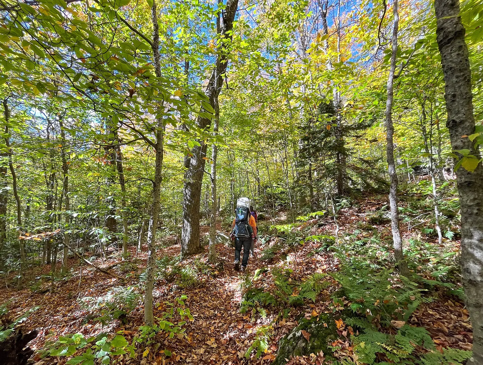 Two hikers carrying large packs walking away up a leaf-covered footpath through a Vermont hardwood forest, the canopy turning yellow above them