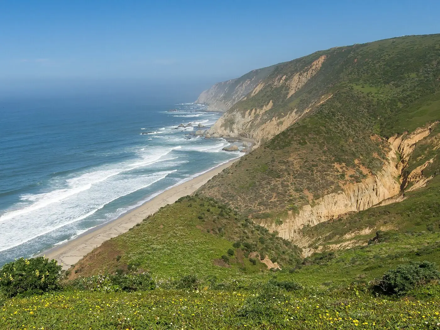 Green coastal bluffs dropping to a long empty beach and blue Pacific surf at Tomales Point, Point Reyes, with yellow wildflowers in the foreground