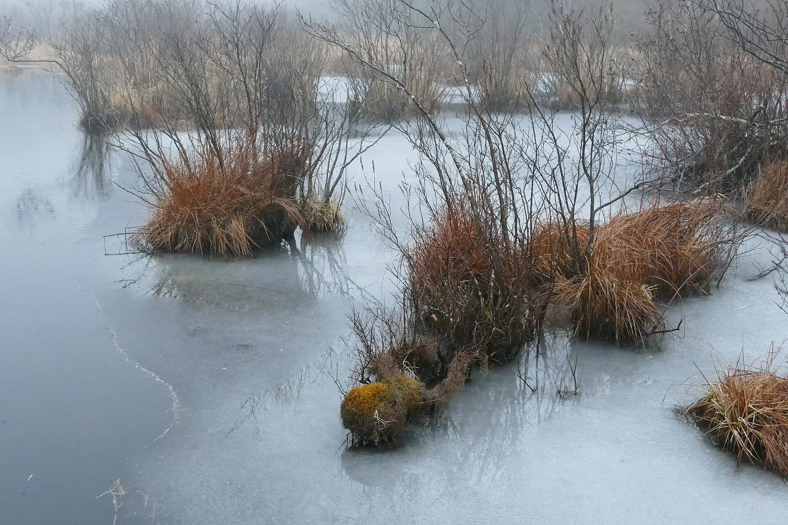 Frozen wetland in Wawayanda State Park, with tussocks of orange sedge and bare shrubs standing in pale gray ice