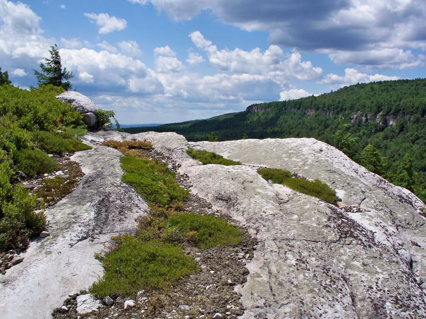 Bare white conglomerate slabs along the Gertrude's Nose ridge with low scrub in the cracks, a wooded ravine dropping away on the right and cliff bands on the far side