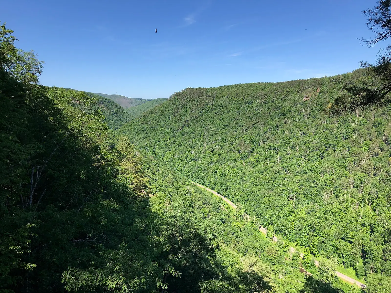A steep forested gorge in early summer seen from a rim overlook, a bird of prey circling above the far wall and a thin road visible in the valley bottom