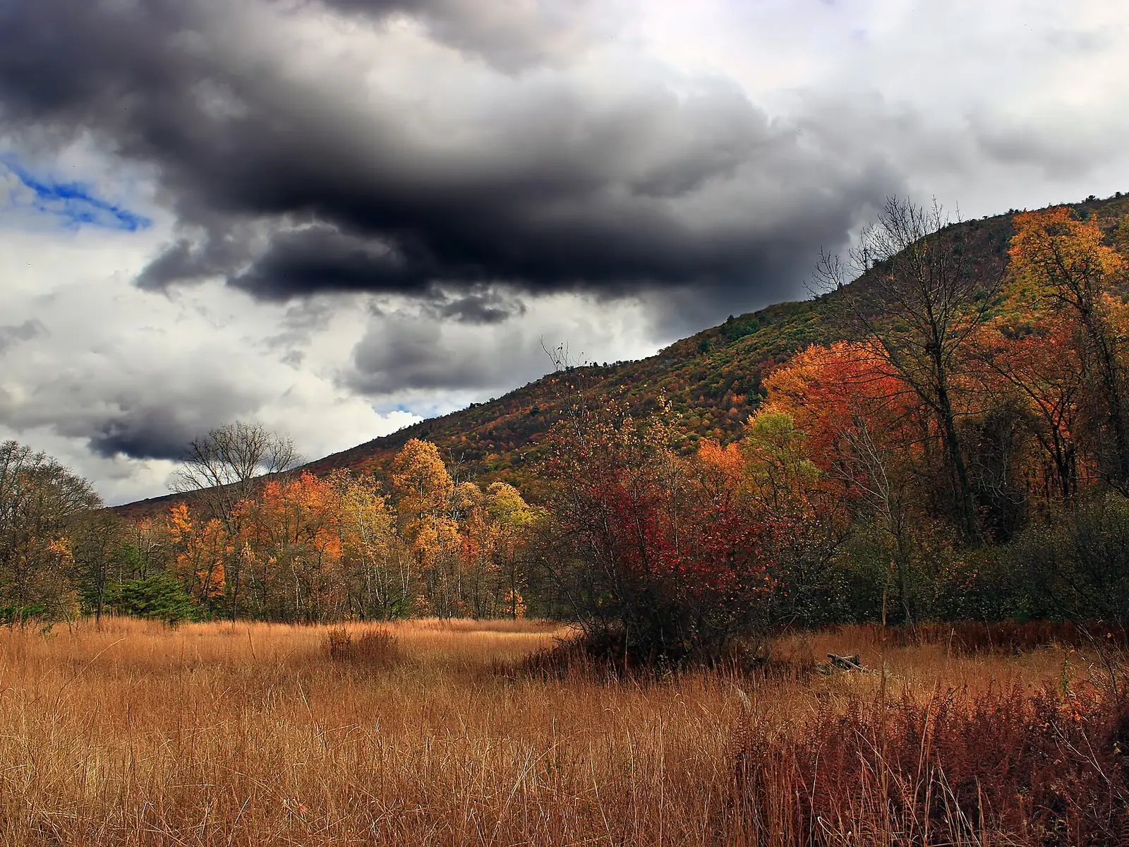 A field of tawny grass in late autumn running up to a forested ridge in orange and gold, with heavy dark storm cloud breaking over the skyline