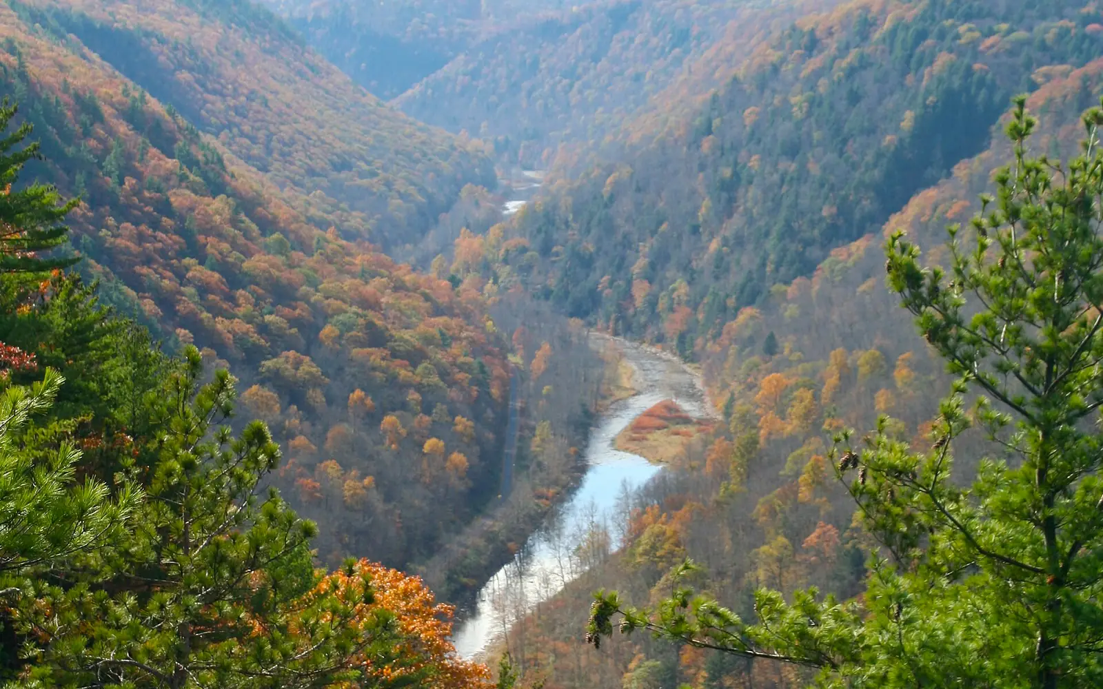 Pine Creek winding through the bottom of a steep forested gorge in full autumn color, oranges and golds running up both walls to a low horizon