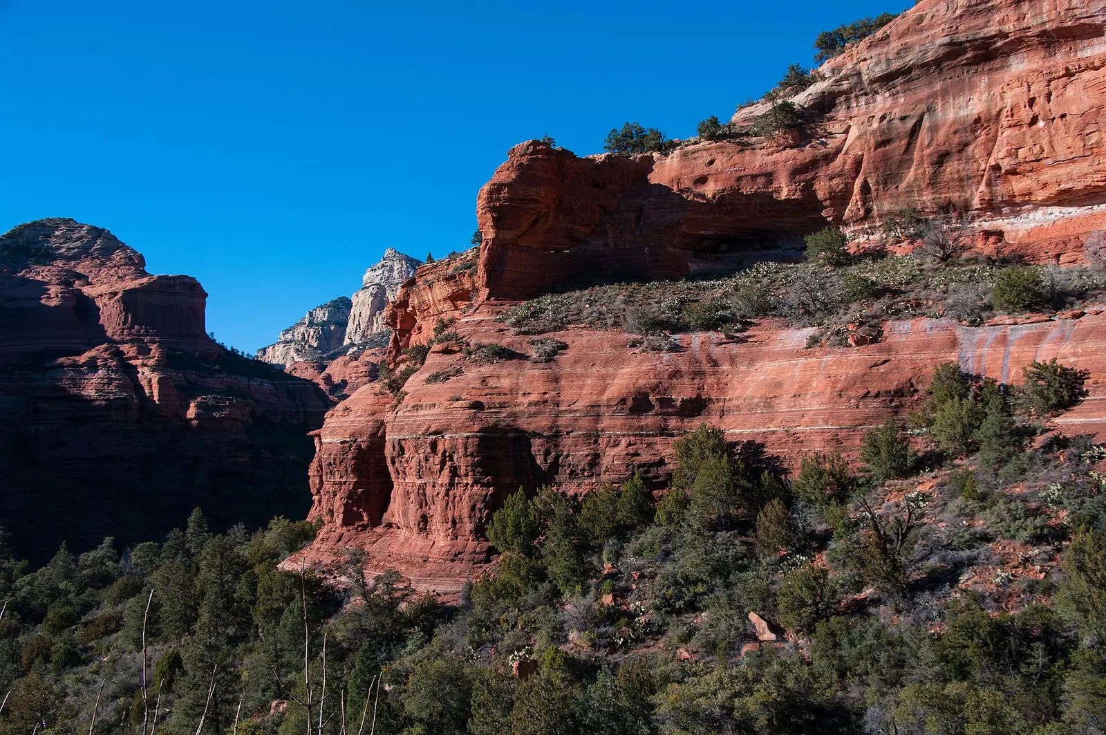 The walls of Boynton Canyon near Sedona, deep red banded sandstone cliffs stepping up on the right with a pale cream-coloured caprock formation visible behind, green junipers on the slopes below