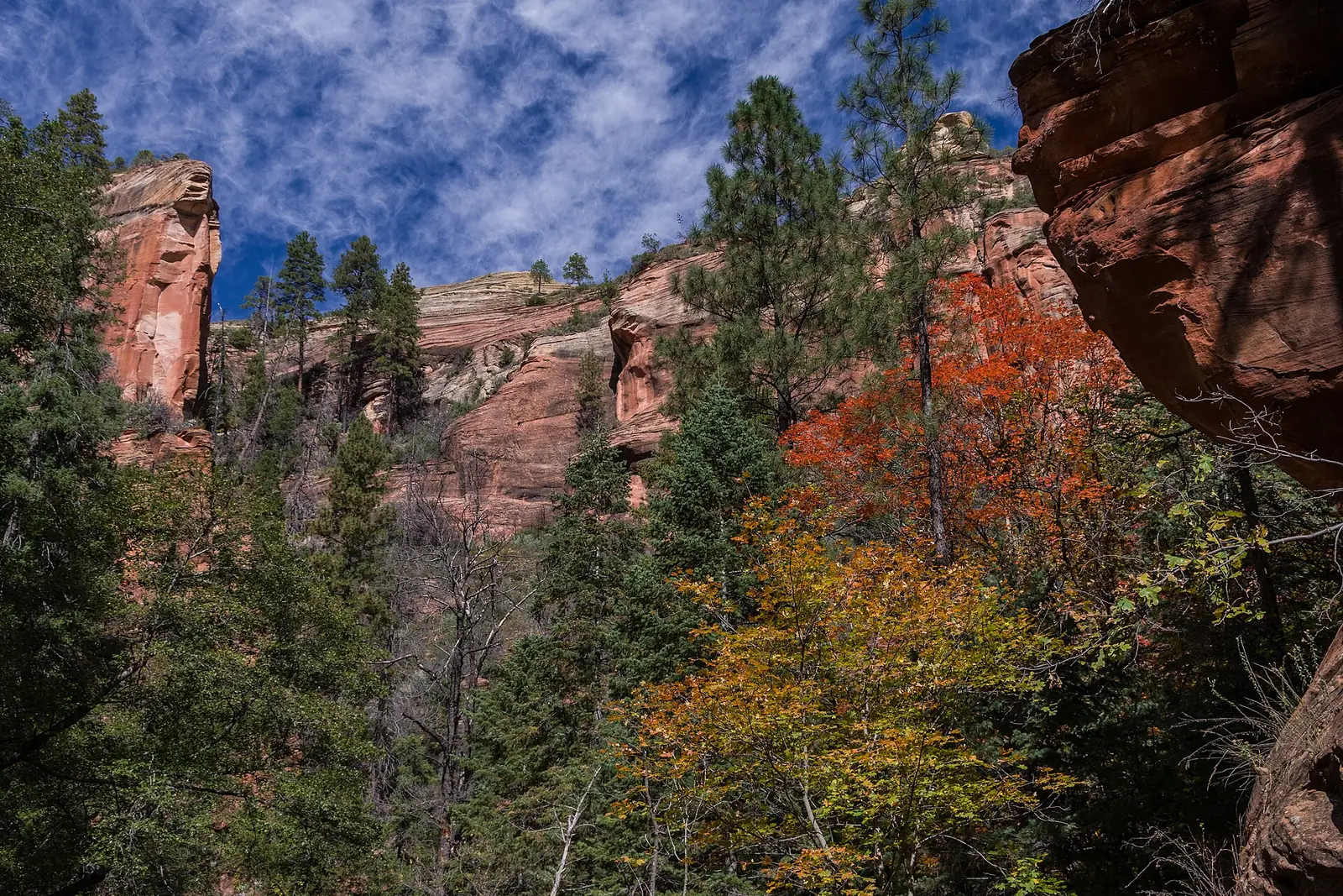 The West Fork of Oak Creek canyon in autumn, tall red and cream sandstone walls above a canyon floor of pines and bigtooth maples turning orange and gold