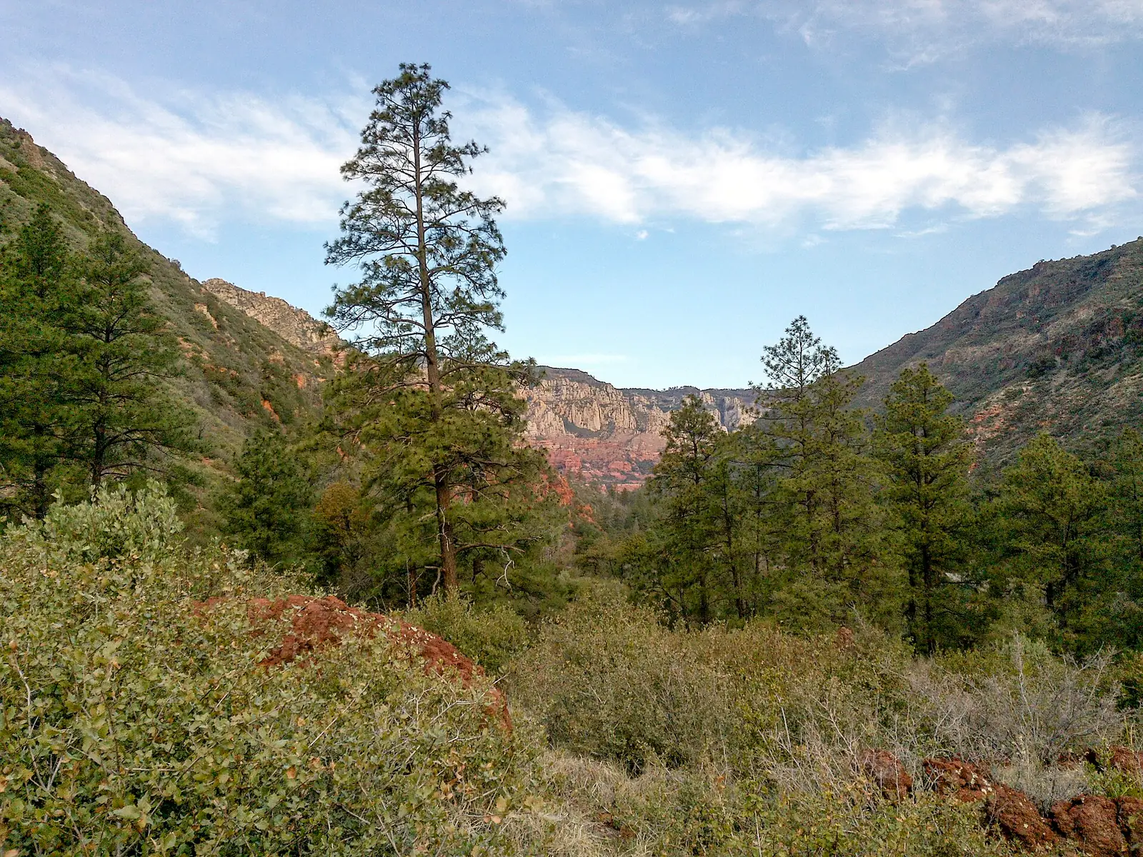 Looking down Oak Creek Canyon from the North Wilson Mountain Trail, tall ponderosa pines in the foreground and pale cream cliffs above red rock in the distance