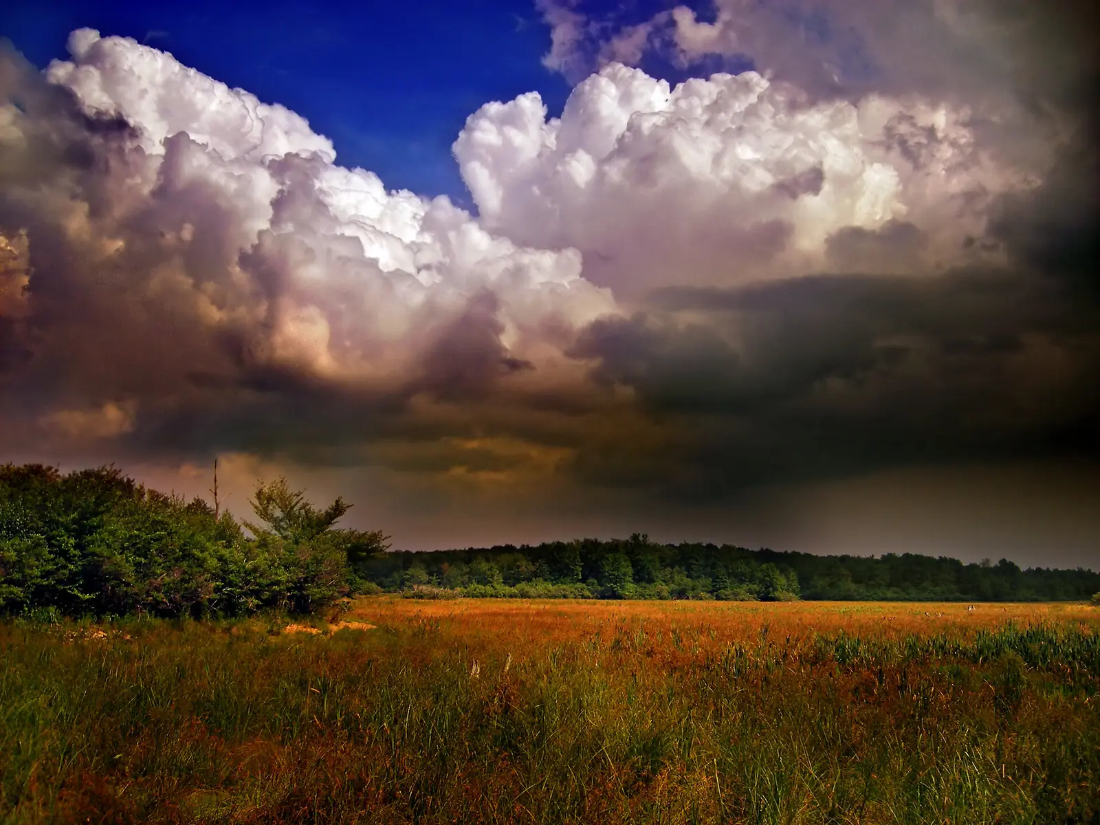 Towering white and gray storm clouds building over a flat expanse of rust-colored bog grass and a dark treeline at dusk in the Bruce Lake Natural Area