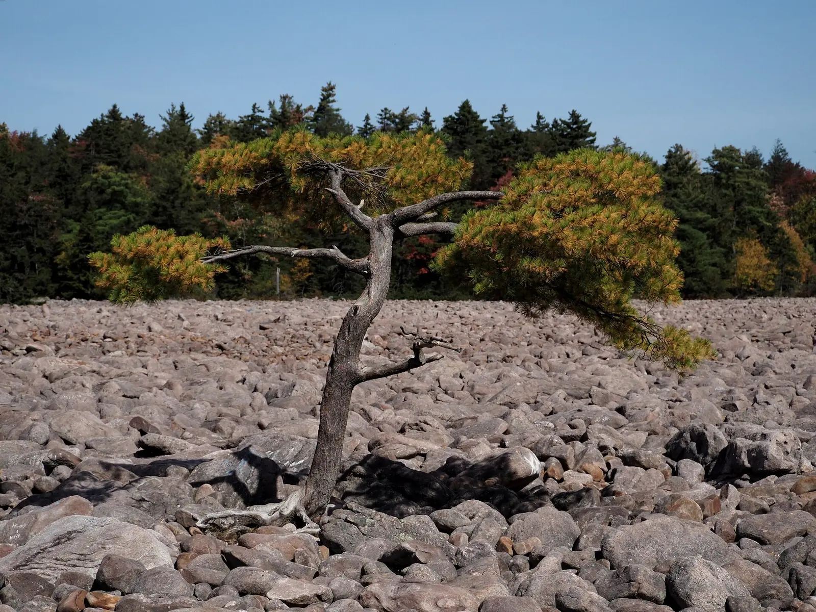 A lone twisted pitch pine standing in the middle of the Boulder Field at Hickory Run State Park, a flat expanse of gray sandstone boulders running to a line of autumn conifers under a blue sky