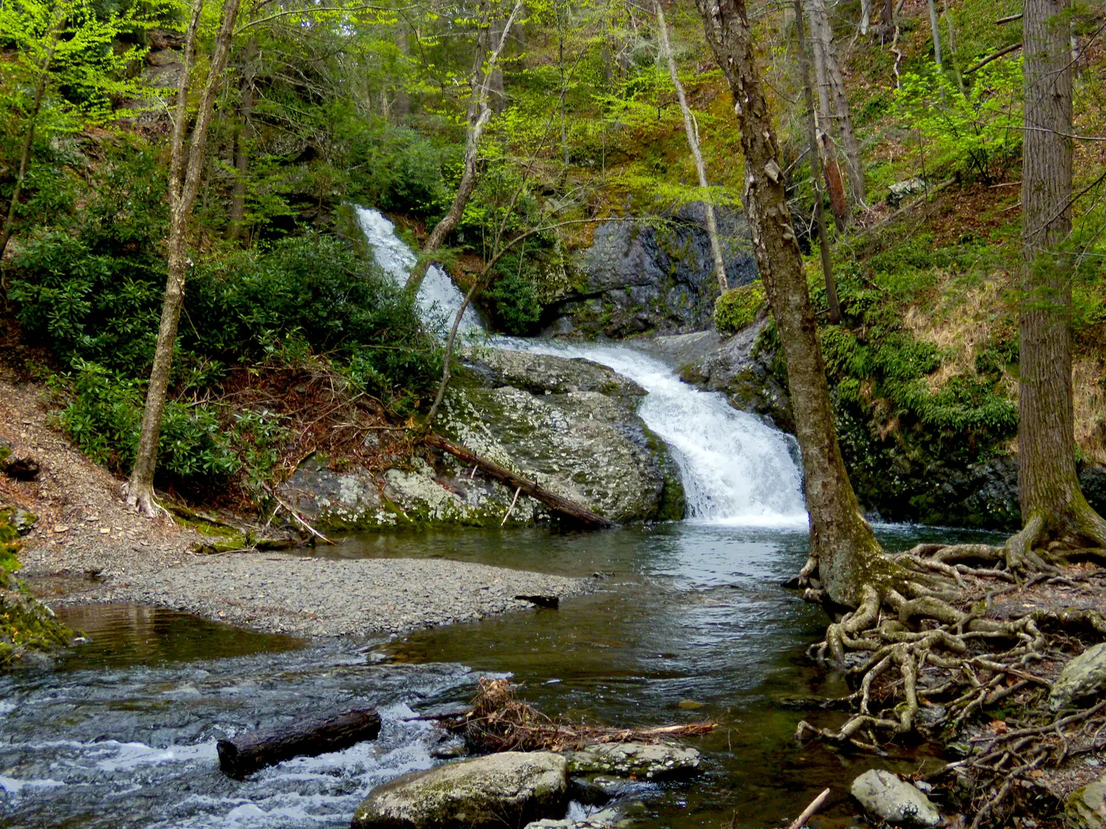 A two-tier waterfall dropping over gray ledges into a shallow pool in a hemlock and rhododendron ravine, spring leaves just opening on the surrounding trees