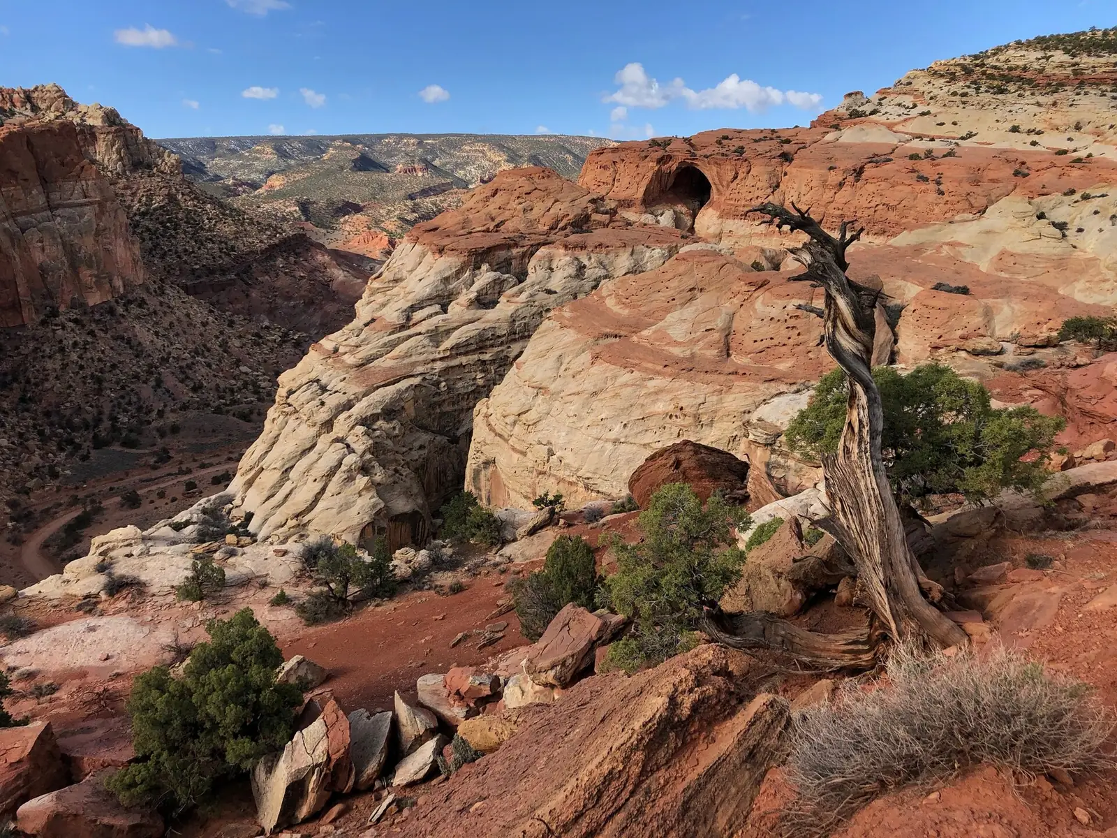 Cream and red banded sandstone domes above a deep canyon in Capitol Reef, with an arch opening visible in the red rock at upper right and a dead juniper in the foreground