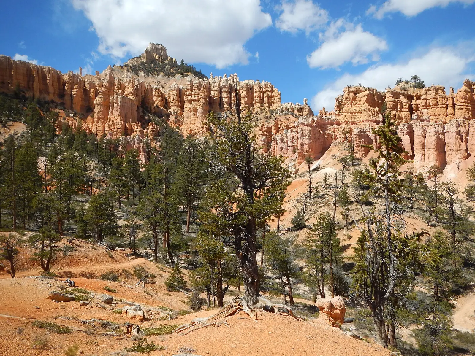 A rank of pale orange hoodoo spires along a ridge above a ponderosa pine slope in Bryce Canyon, with a dirt trail traversing the red soil in the lower left of the frame