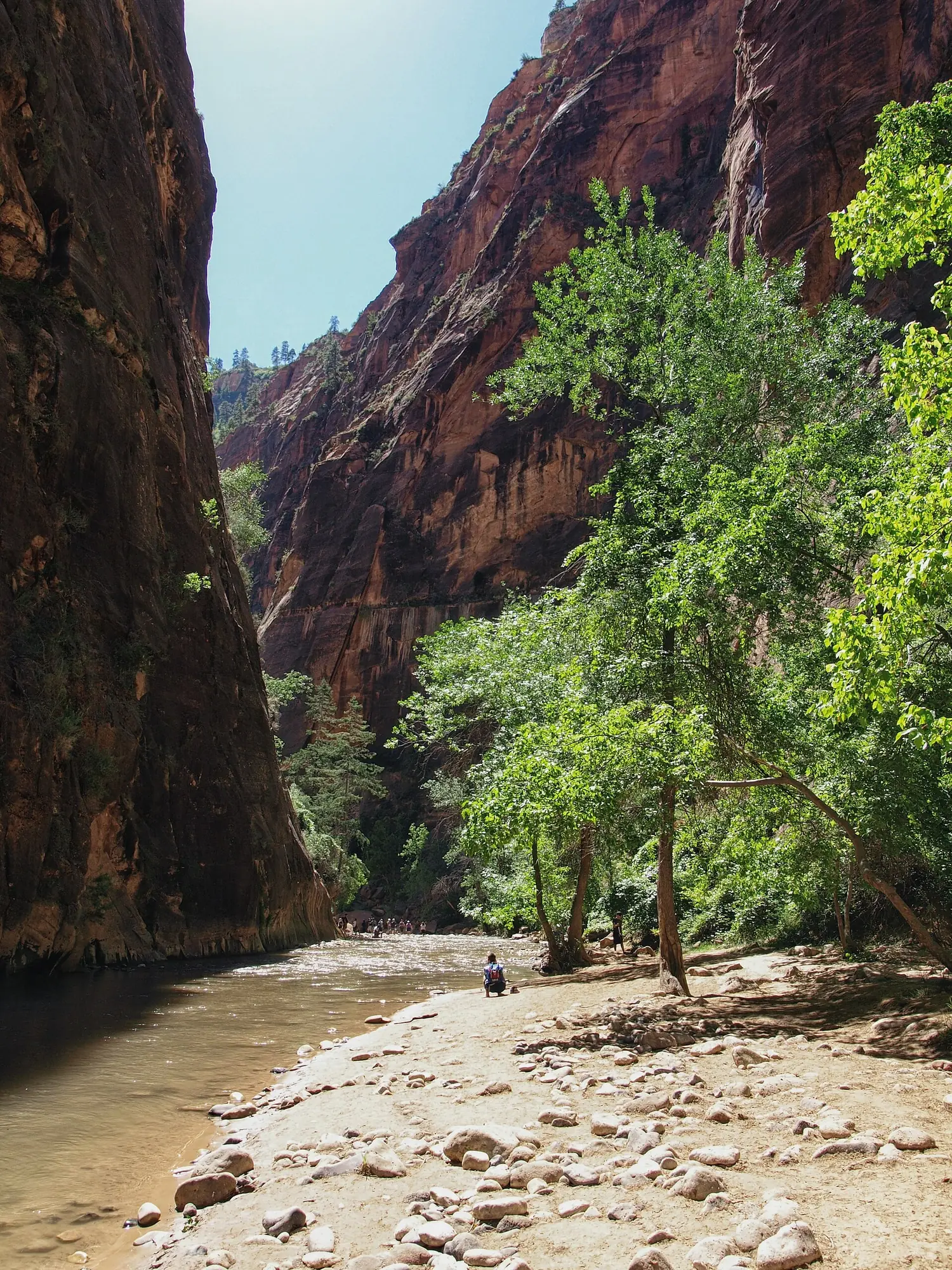 Sheer red sandstone walls rising on both sides of the Virgin River in Zion Canyon, cottonwoods along a gravel bank on the right and a group of hikers wading upstream in the distance