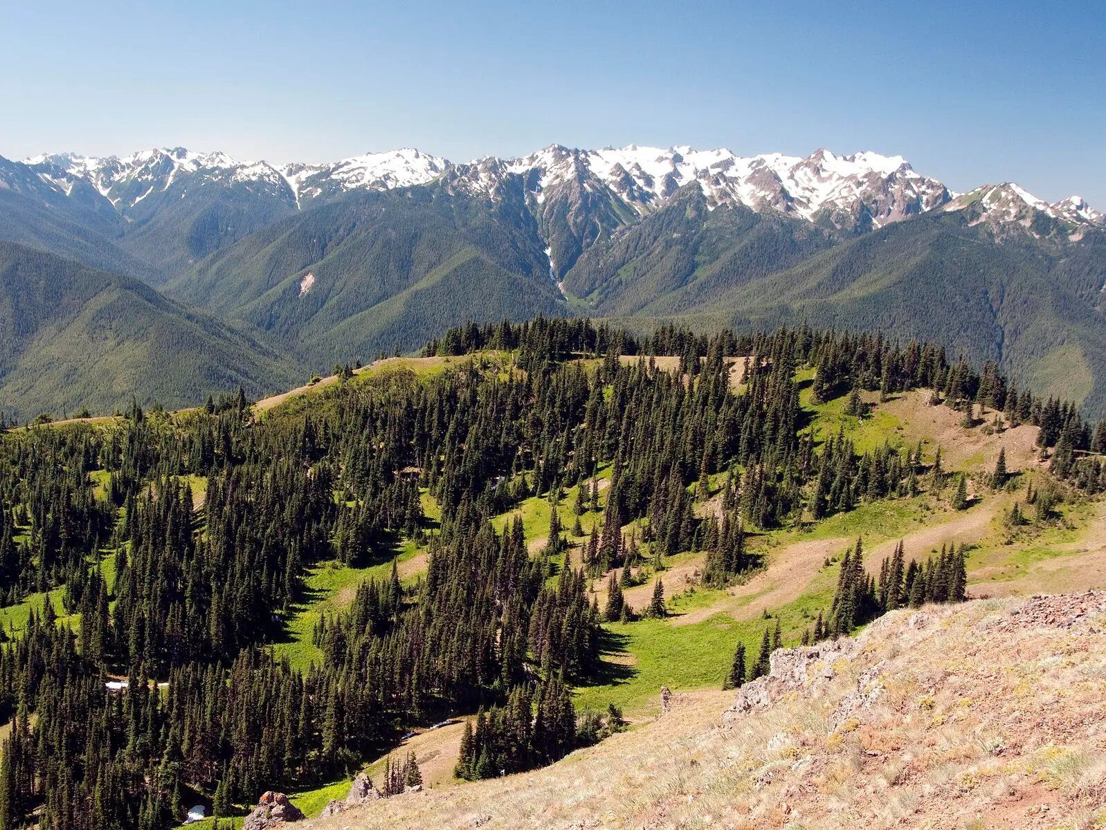 A long snow-capped mountain range across a deep forested valley, with green subalpine meadows and scattered firs on a ridge in the foreground