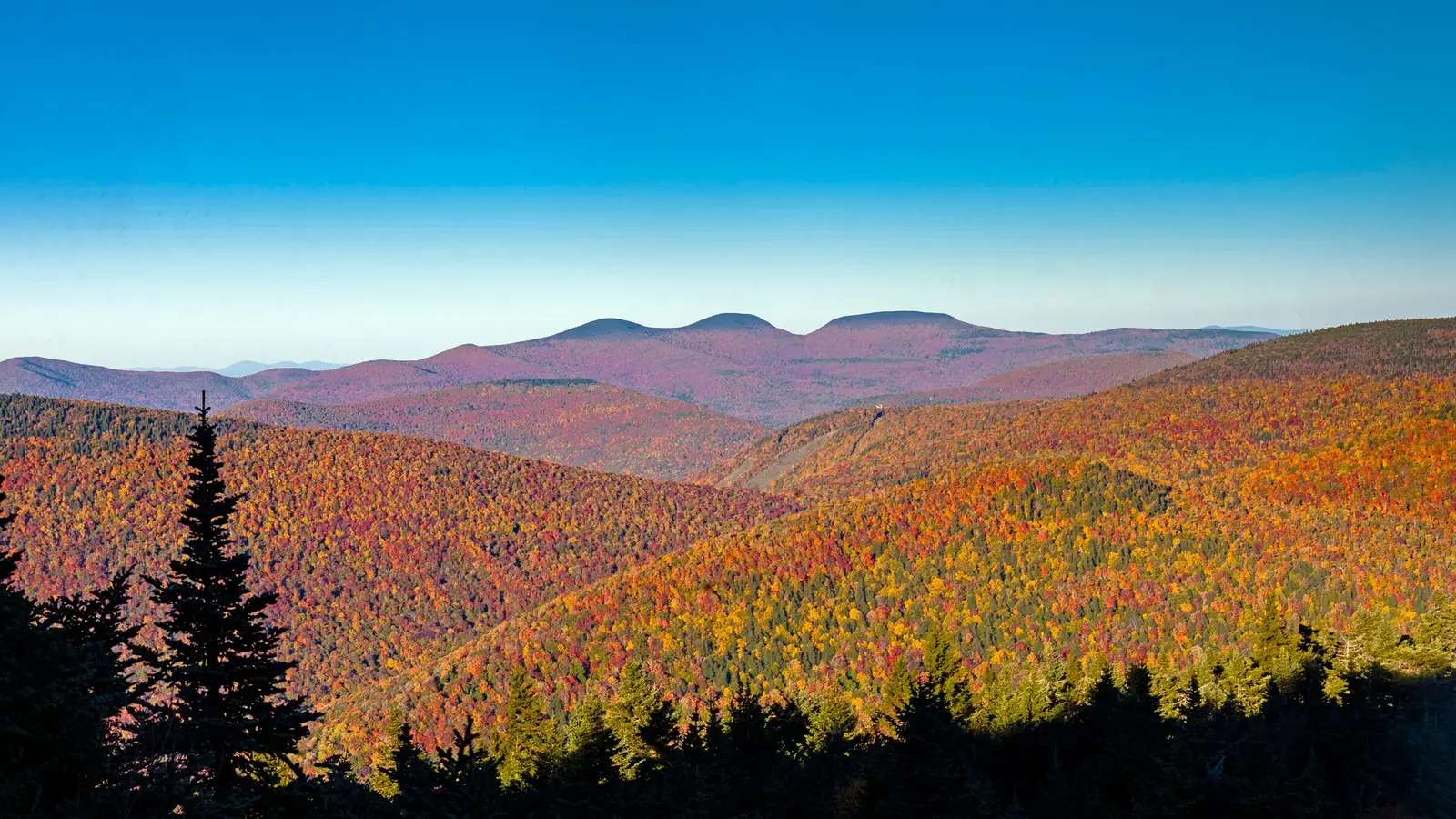 Ridges of Catskill forest in full orange and red autumn color rolling away toward the rounded summits of the Blackhead Range on the horizon, with spruce in the foreground