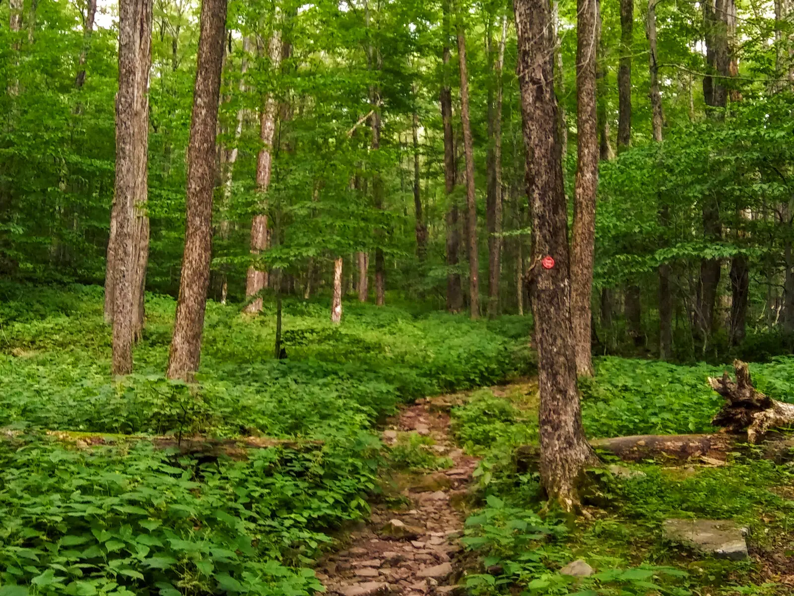 A narrow rocky footpath climbing through bright green summer hardwood forest, with a small round red DEC trail marker nailed to a tree beside it