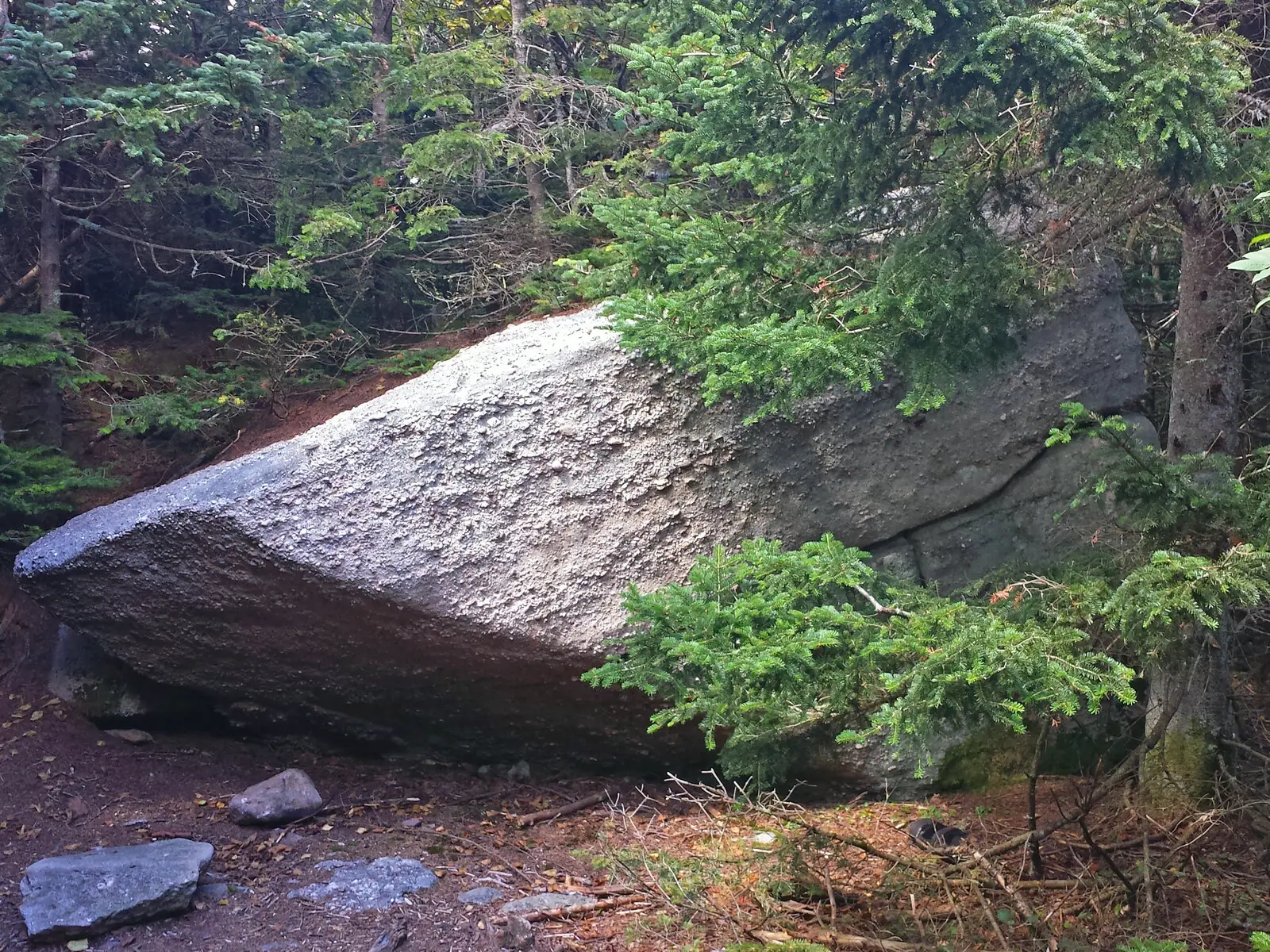 An enormous angular gray glacial boulder resting on the forest floor, hemmed in on all sides by young balsam fir trees