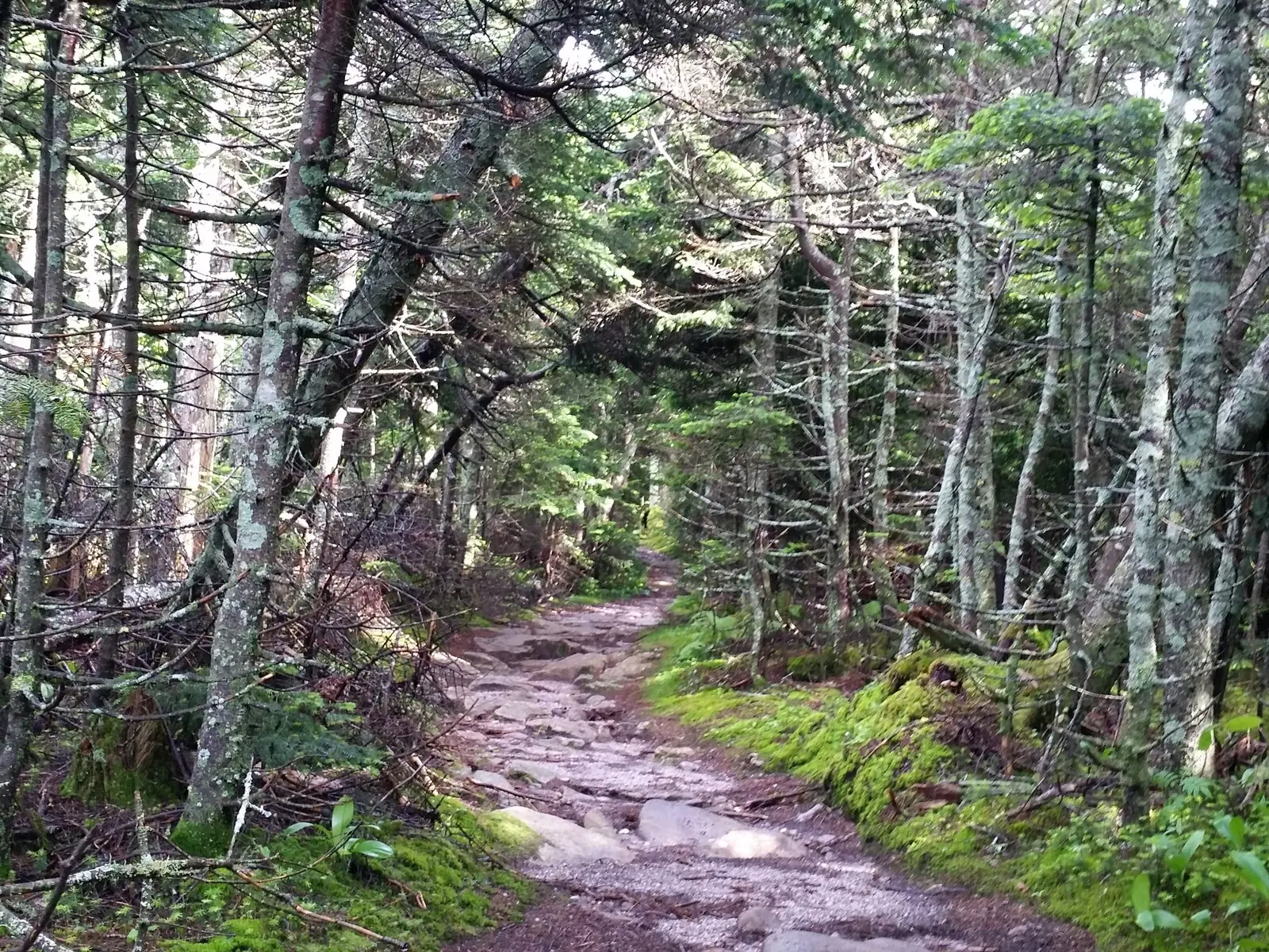 A wide stony path climbing through dense mossy balsam fir forest, the trees short and close on both sides near the top of the mountain