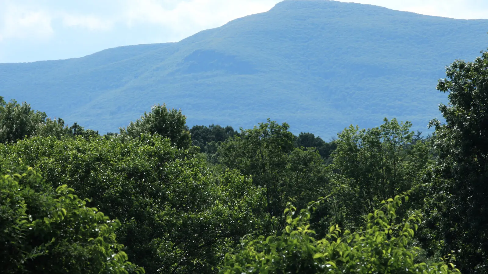 The forested wall of the Catskill escarpment rising blue-gray beyond summer treetops, seen from the Hudson Valley floor near Clermont, New York