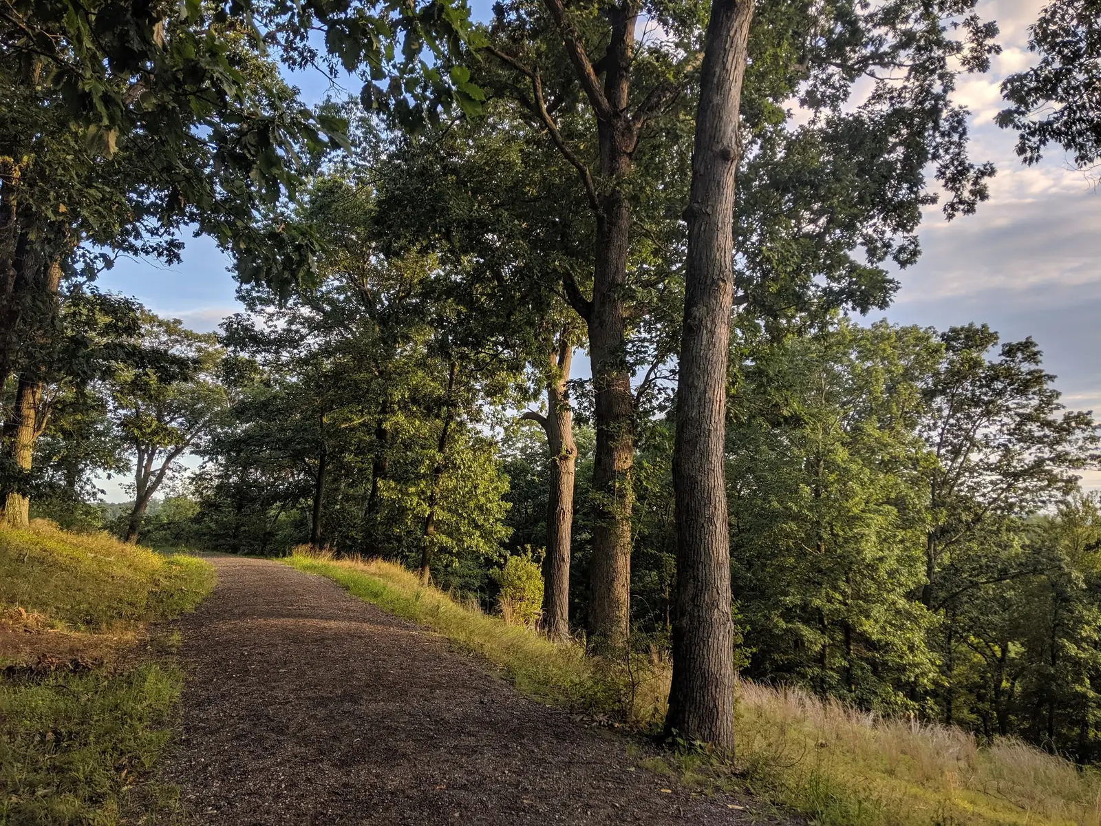 A wide gravel carriage road curving uphill through tall oaks on Eagle Hill in Rockefeller State Park Preserve, lit low and gold by evening sun