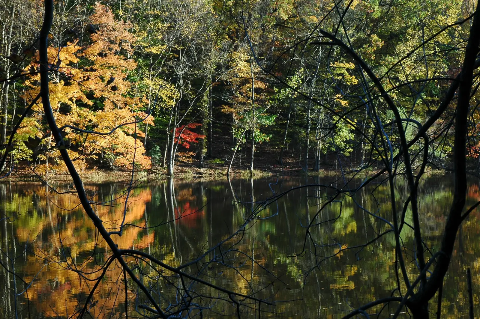 A still pond in South Mountain Reservation reflecting a wall of gold, orange and deep red autumn foliage, with bare branches crossing the foreground