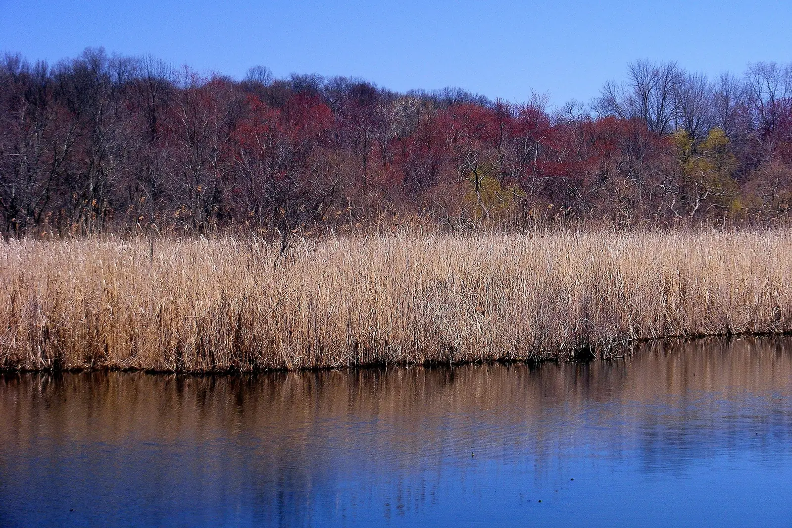 A stand of pale reeds along the edge of a still lake in Van Cortlandt Park, with a wooded ridge behind showing the red buds of early spring against a deep blue sky