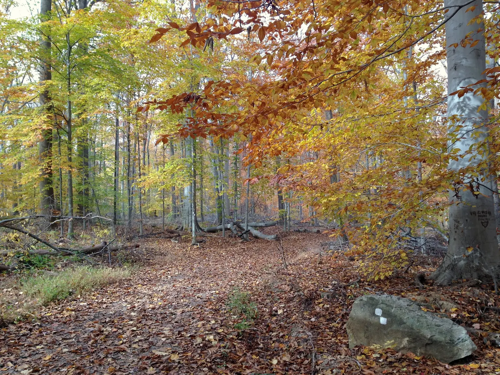 A leaf-covered path through beech woods in full gold and copper autumn color in the Watchung Reservation, with a white trail blaze painted on a boulder in the foreground