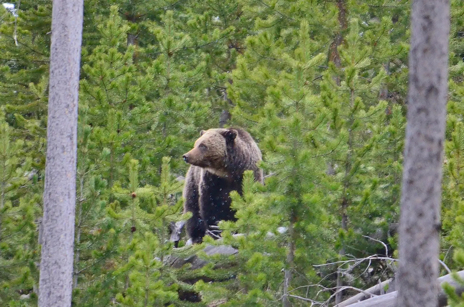 A grizzly bear standing among young lodgepole pines in Yellowstone National Park, seen at a distance through the trunks of two larger trees