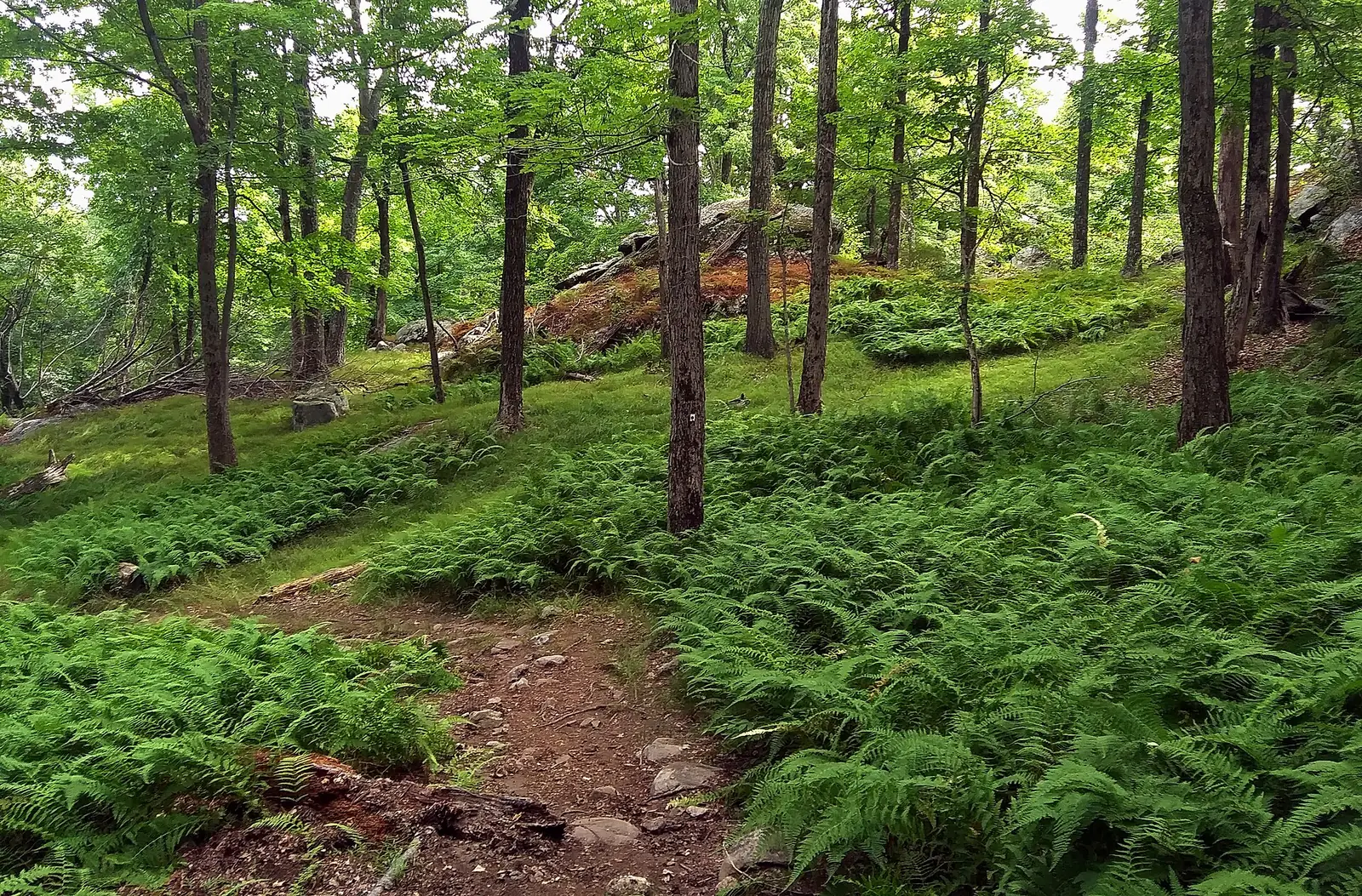 A rocky footpath climbing through waist-high ferns in an open oak wood, with a white blaze marked with a red dot on a tree trunk beside the trail