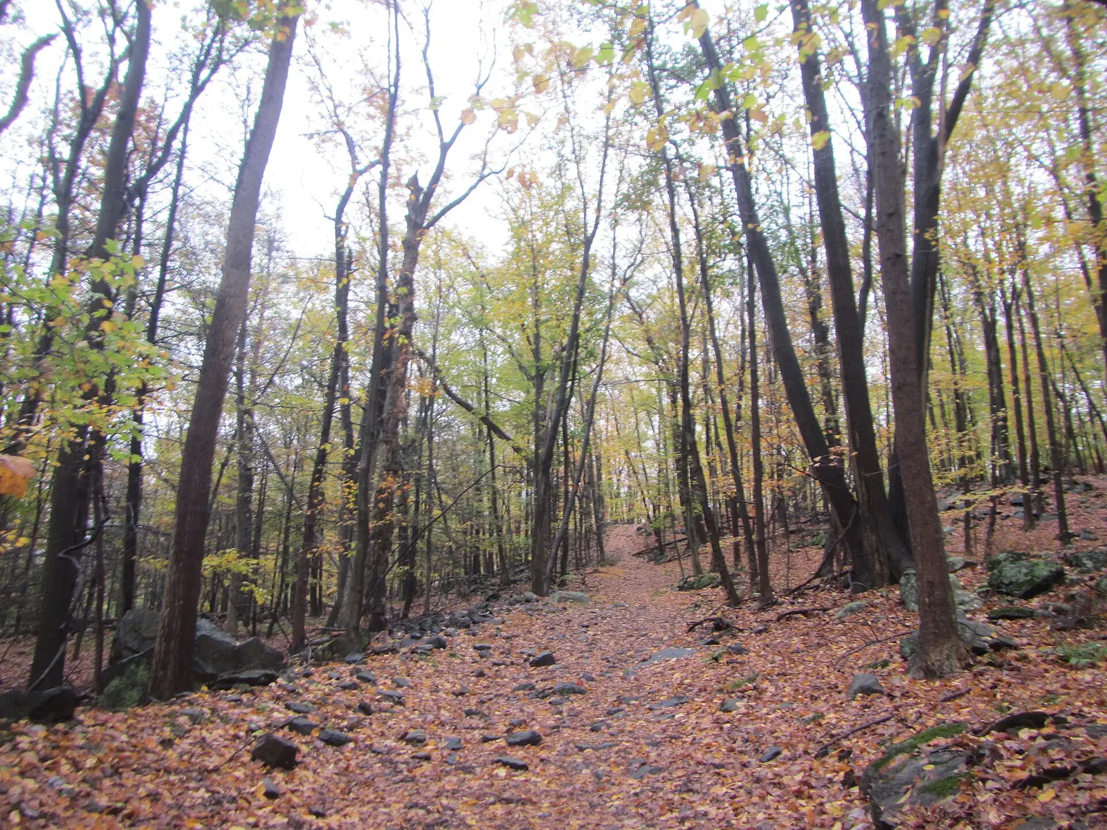 A wide stony woods road climbing gently through bare and yellowing oak and beech trees, the ground completely buried under fallen brown leaves