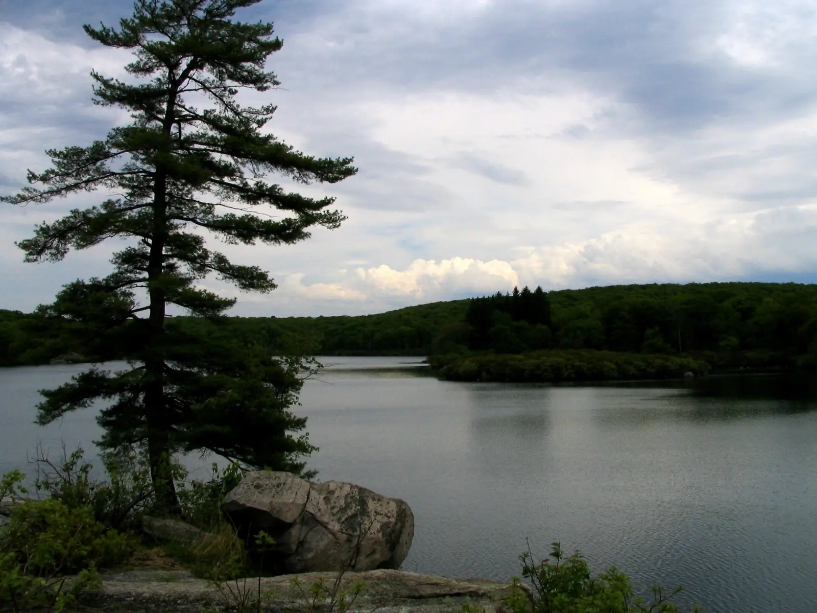 A tall white pine leaning over a gray lake with a large split boulder on the shoreline in the foreground and forested hills across the water under heavy cloud