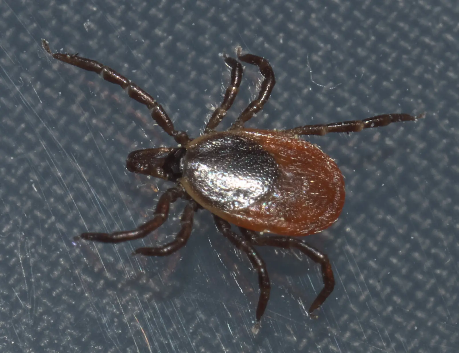 Close view of an adult female blacklegged tick from above, showing a glossy black shield behind the head, a rust-red body and eight dark legs