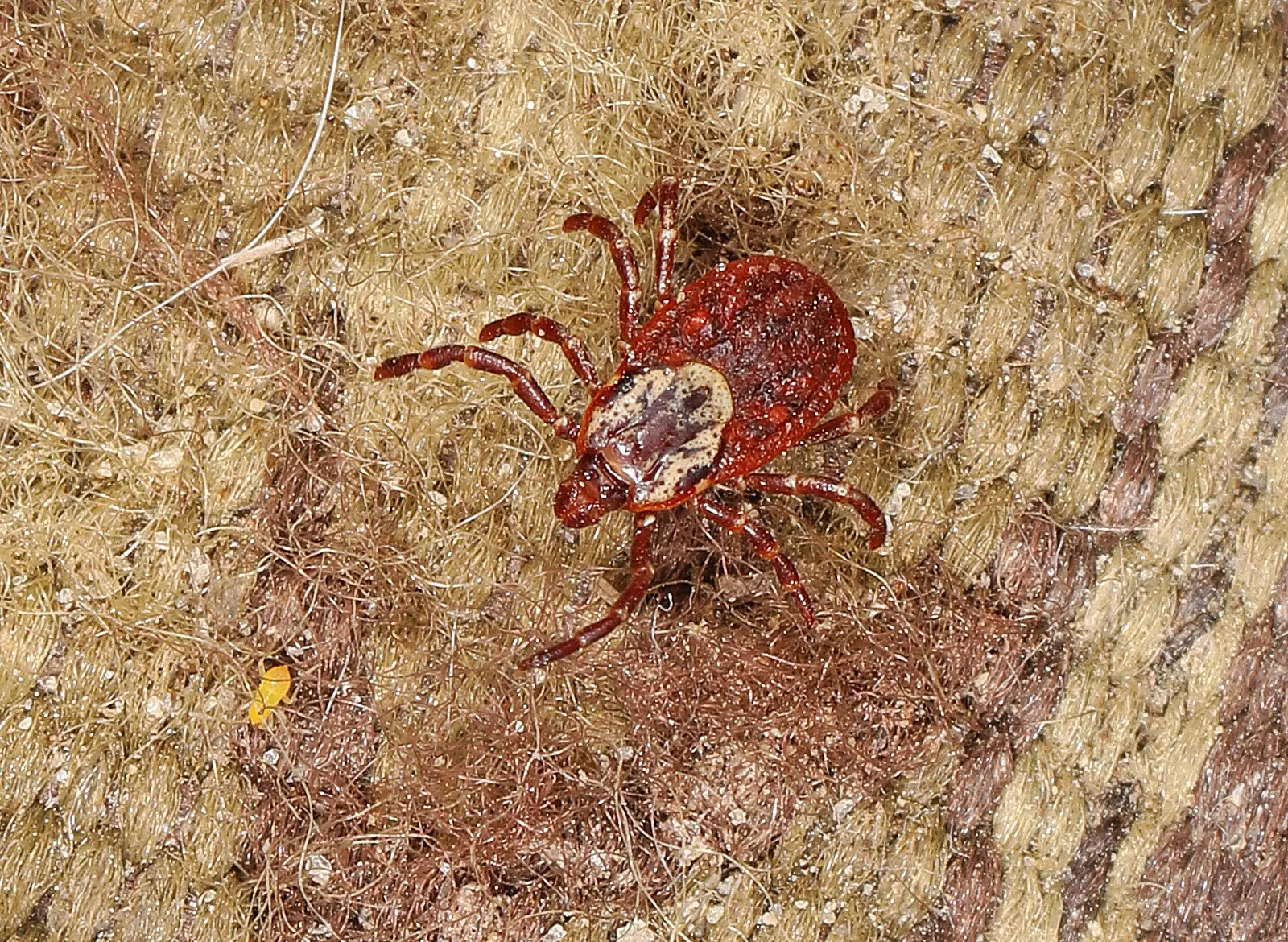 An American dog tick walking across coarse tan fabric, reddish brown with a pale mottled shield behind its head and its front legs spread