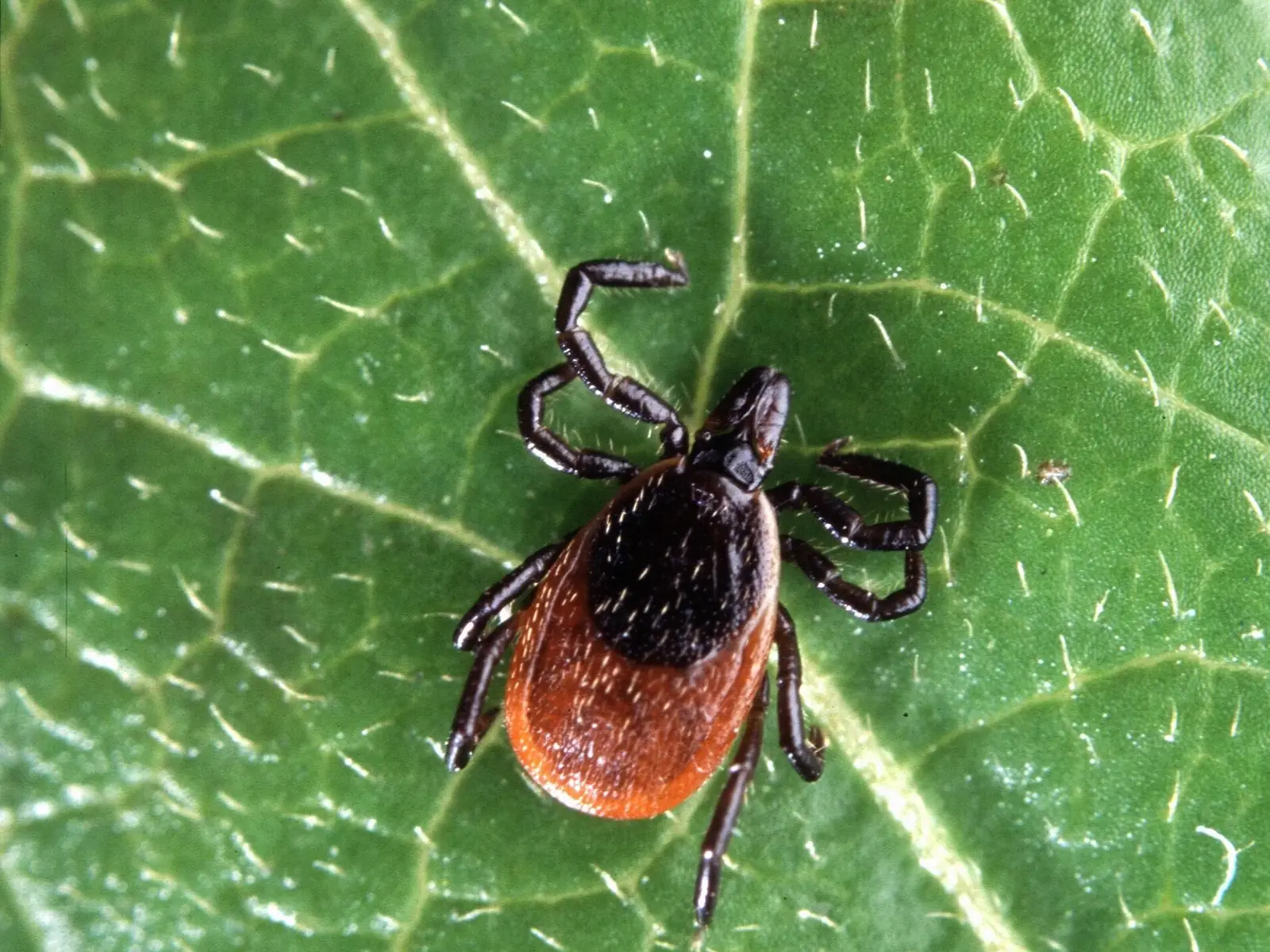 An adult female blacklegged tick, with a black shield behind its head and a rust-orange body, standing on the veined surface of a green leaf
