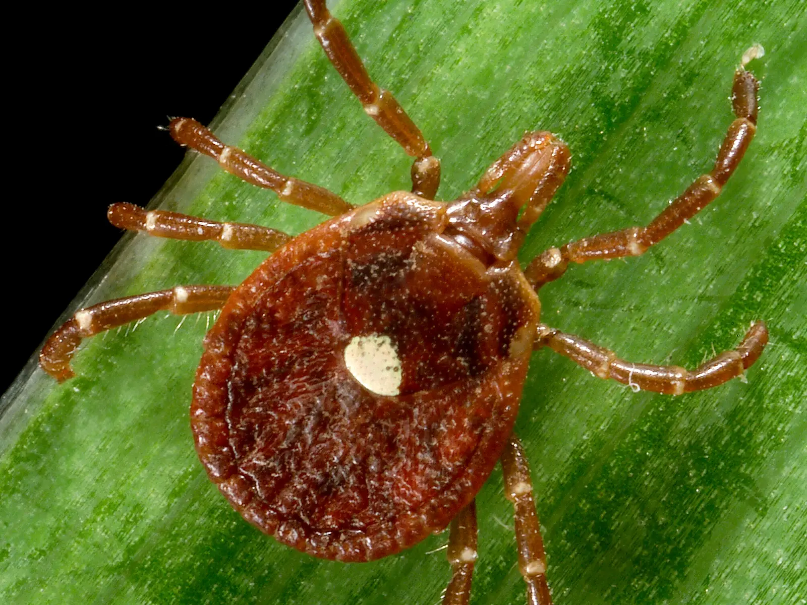 An adult female lone star tick on a green leaf, reddish brown with long legs and a single white dot in the middle of its back