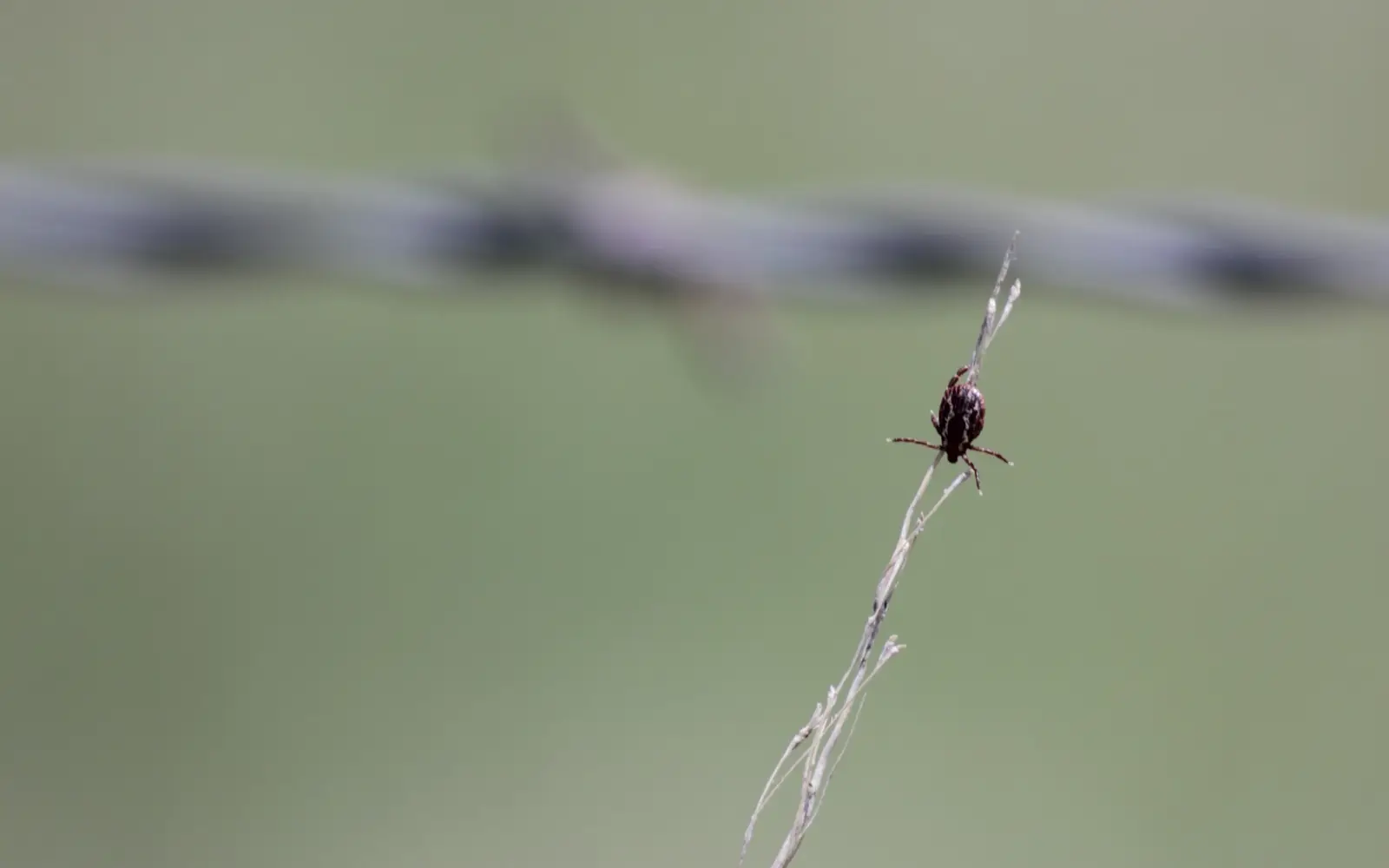 A small dark tick clinging to the very tip of a dry grass stem with its front legs stretched out, against a soft green background with a strand of barbed wire behind