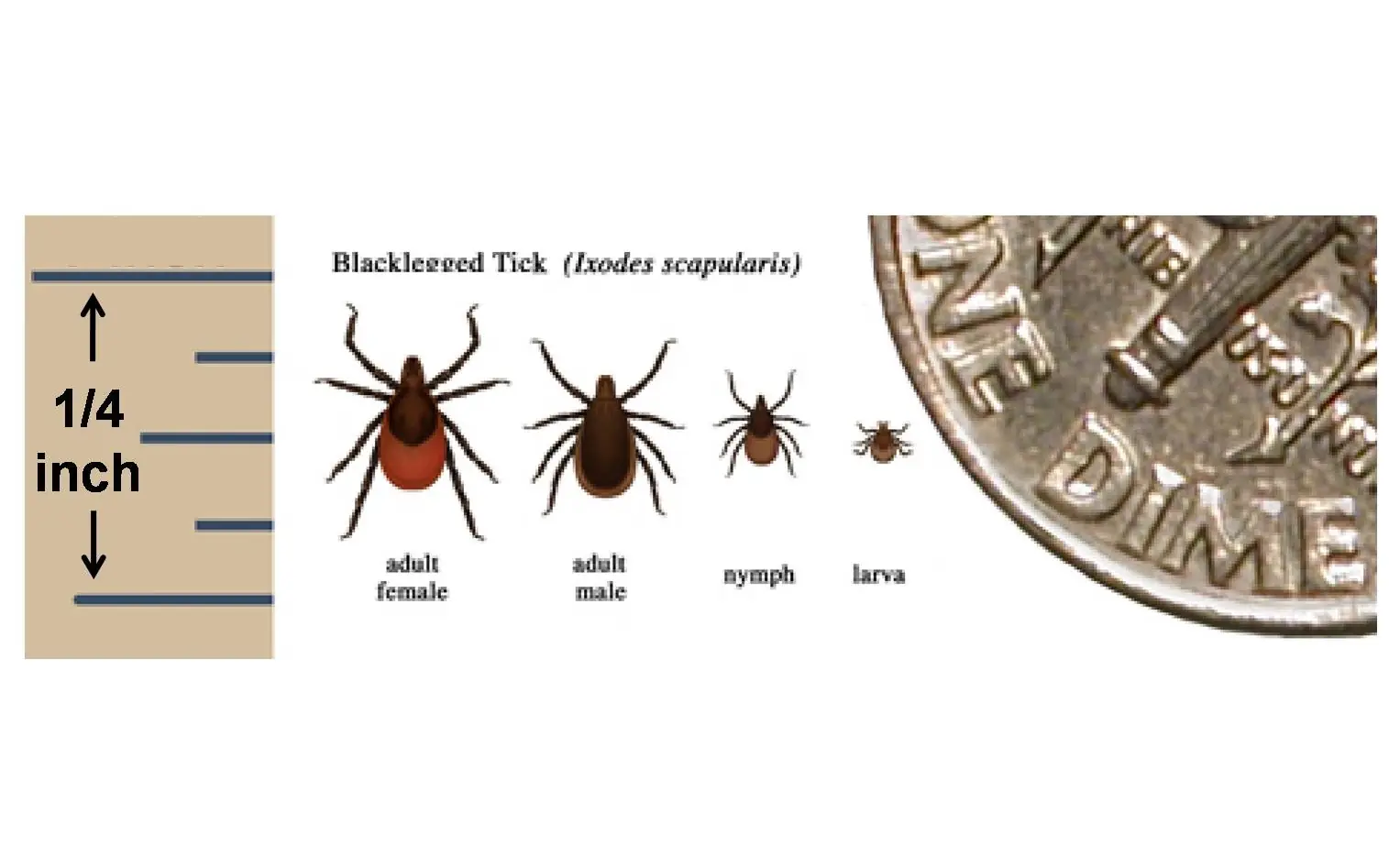 A CDC chart showing four life stages of the blacklegged tick in a row, adult female, adult male, nymph and larva, beside a quarter-inch scale and the edge of a dime