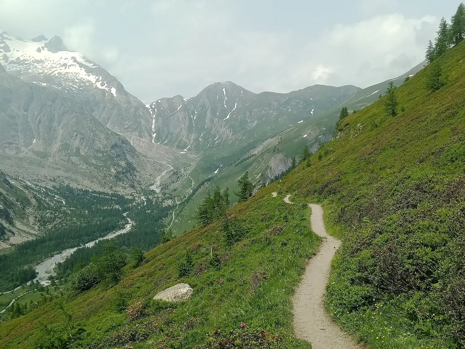 A narrow dirt trail traversing a steep green hillside covered in wildflowers and alpenrose, with a deep valley and snow-streaked peaks to the left