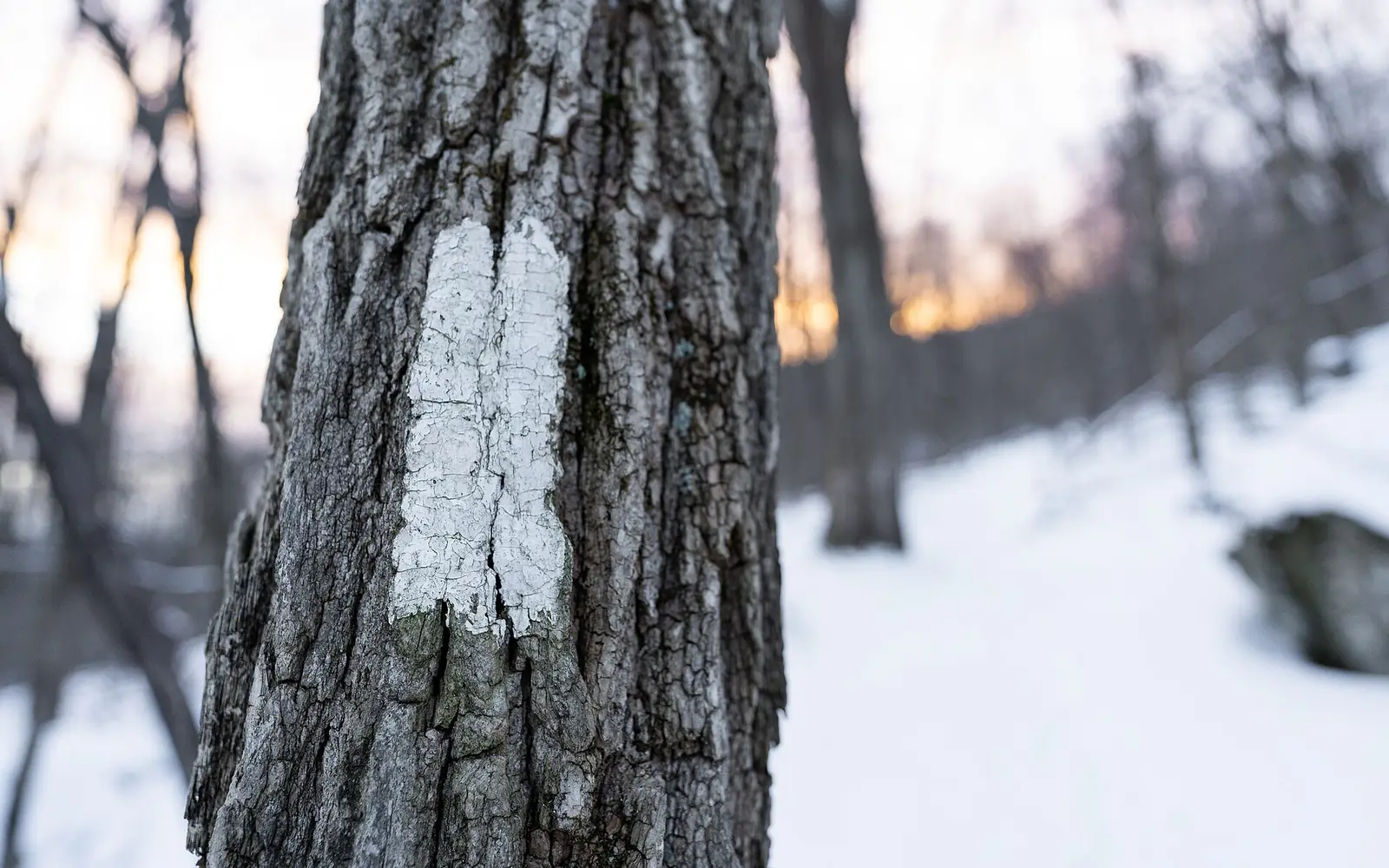 Close-up of a weathered white paint blaze on a tree trunk, with a snow-covered footpath and bare winter woods blurred behind it in early morning light