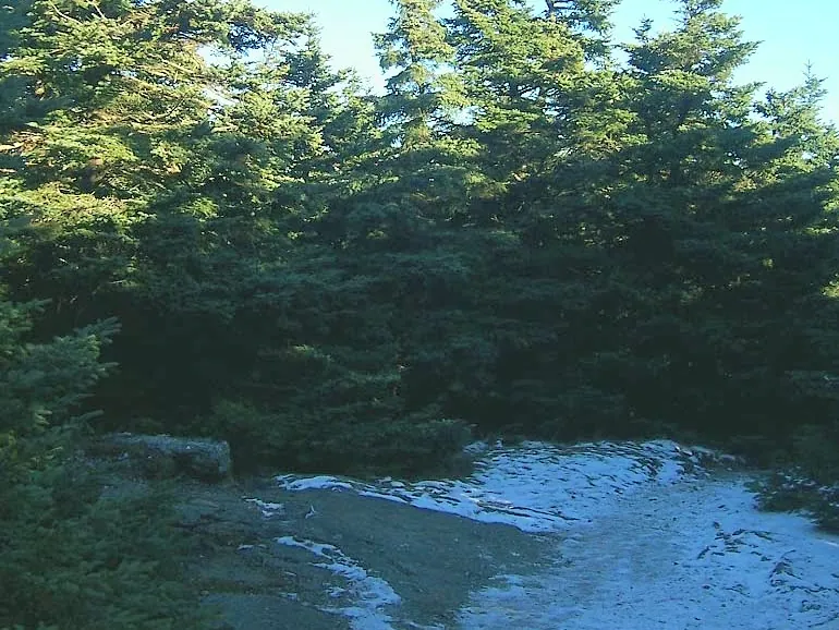 A patch of open rock dusted with snow and ice at the foot of a dense stand of dark green balsam fir, lit by low sun under a blue sky